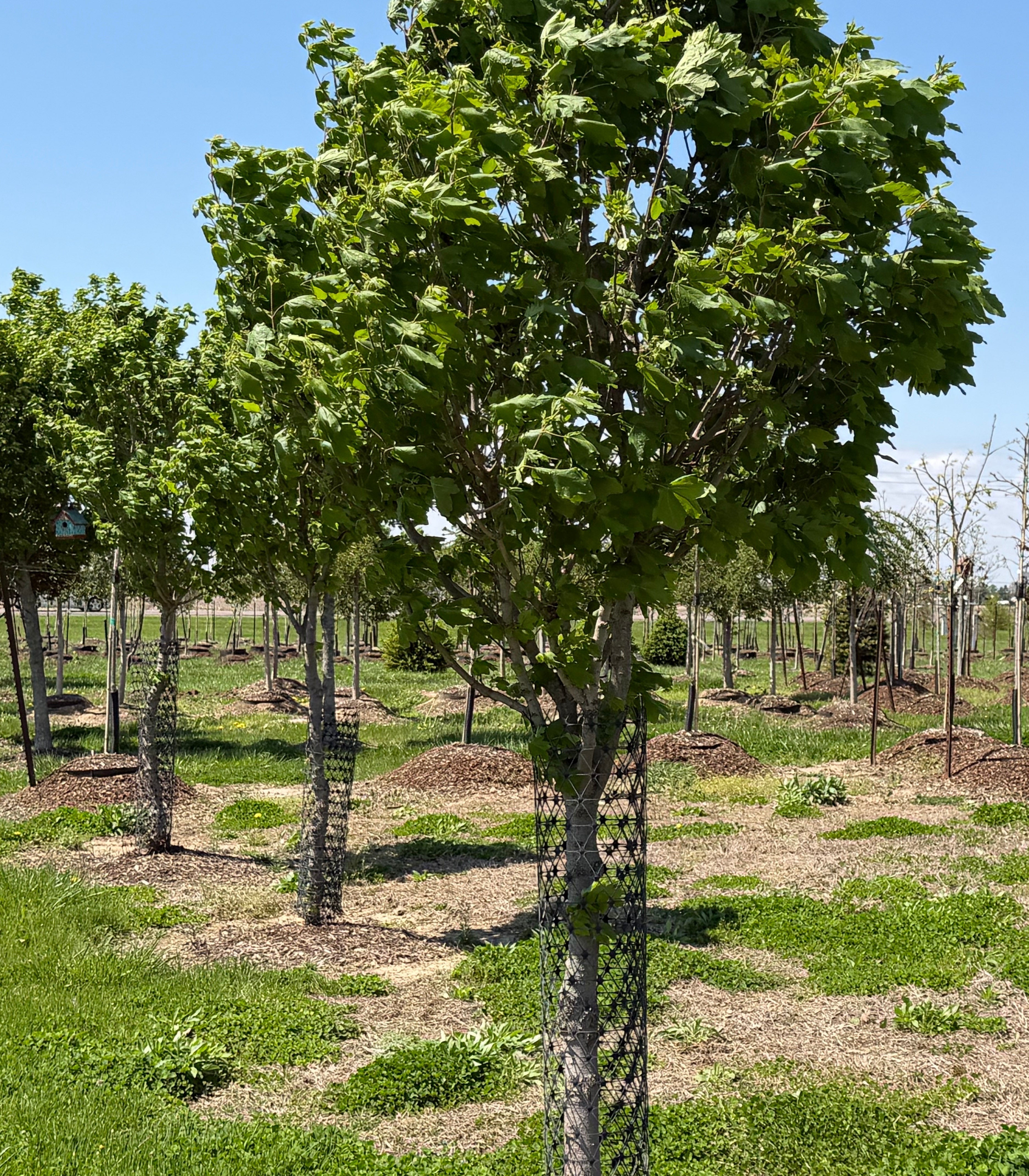 Planting Your New Tree: A step-by-step guide for a strong start in Central Indiana