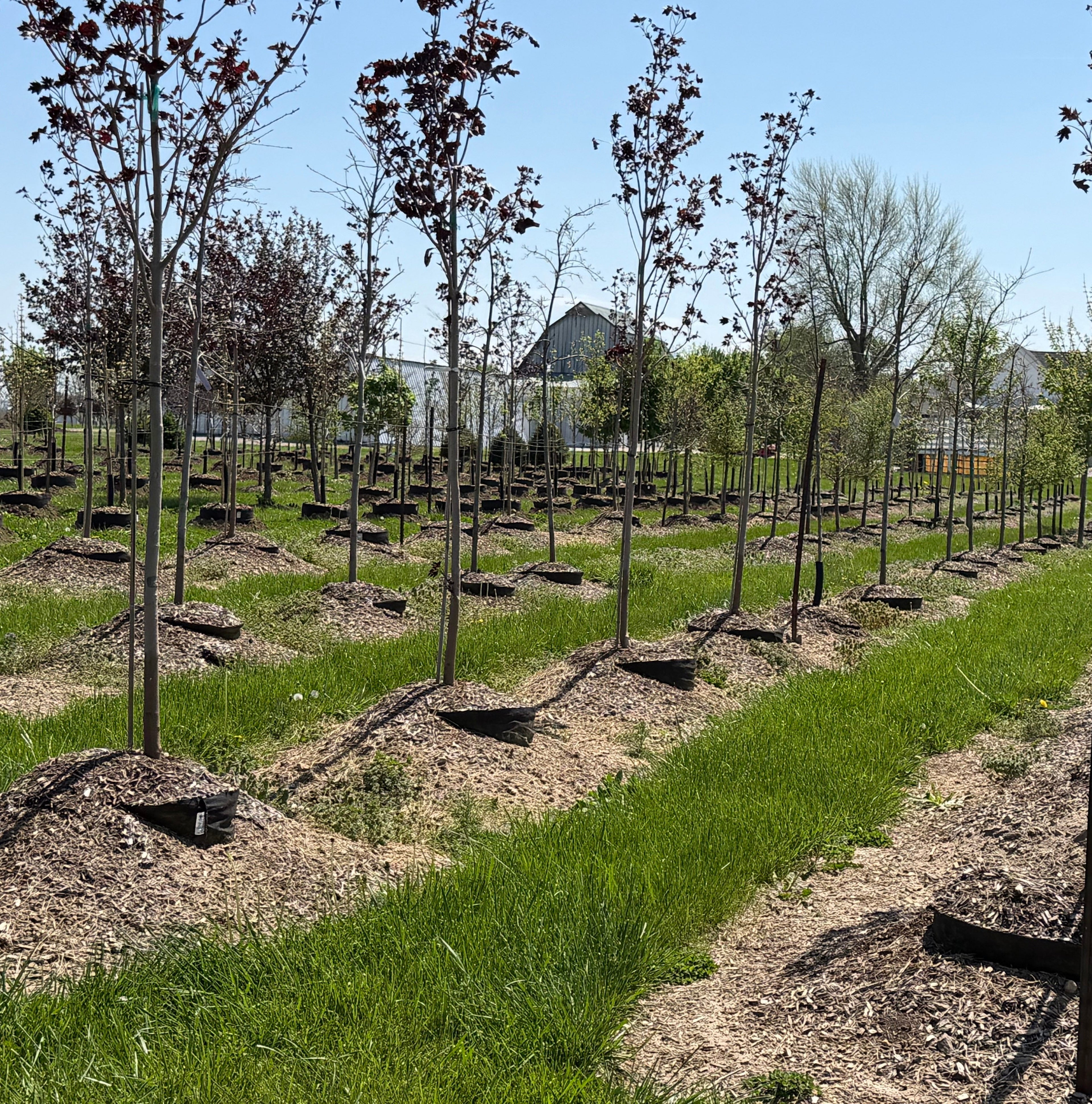 Caring for Your Tree After Planting