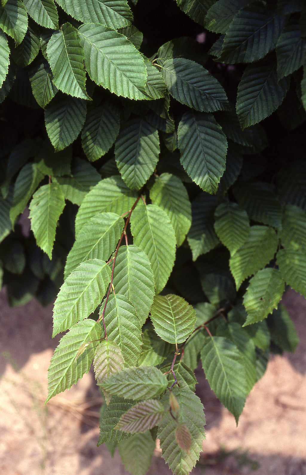 American Hornbeam