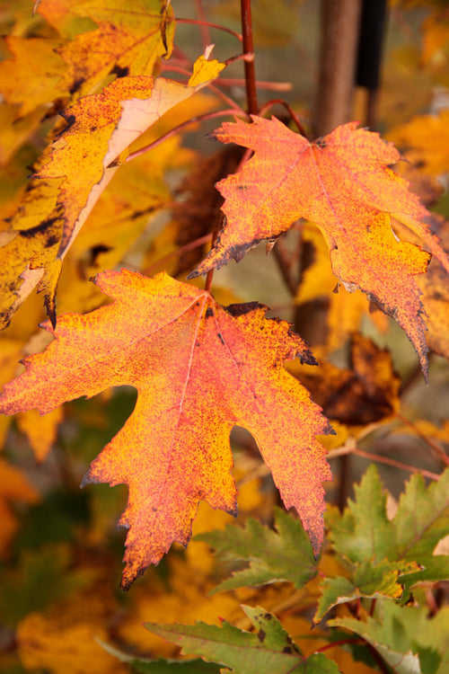 Armstrong Gold Maple