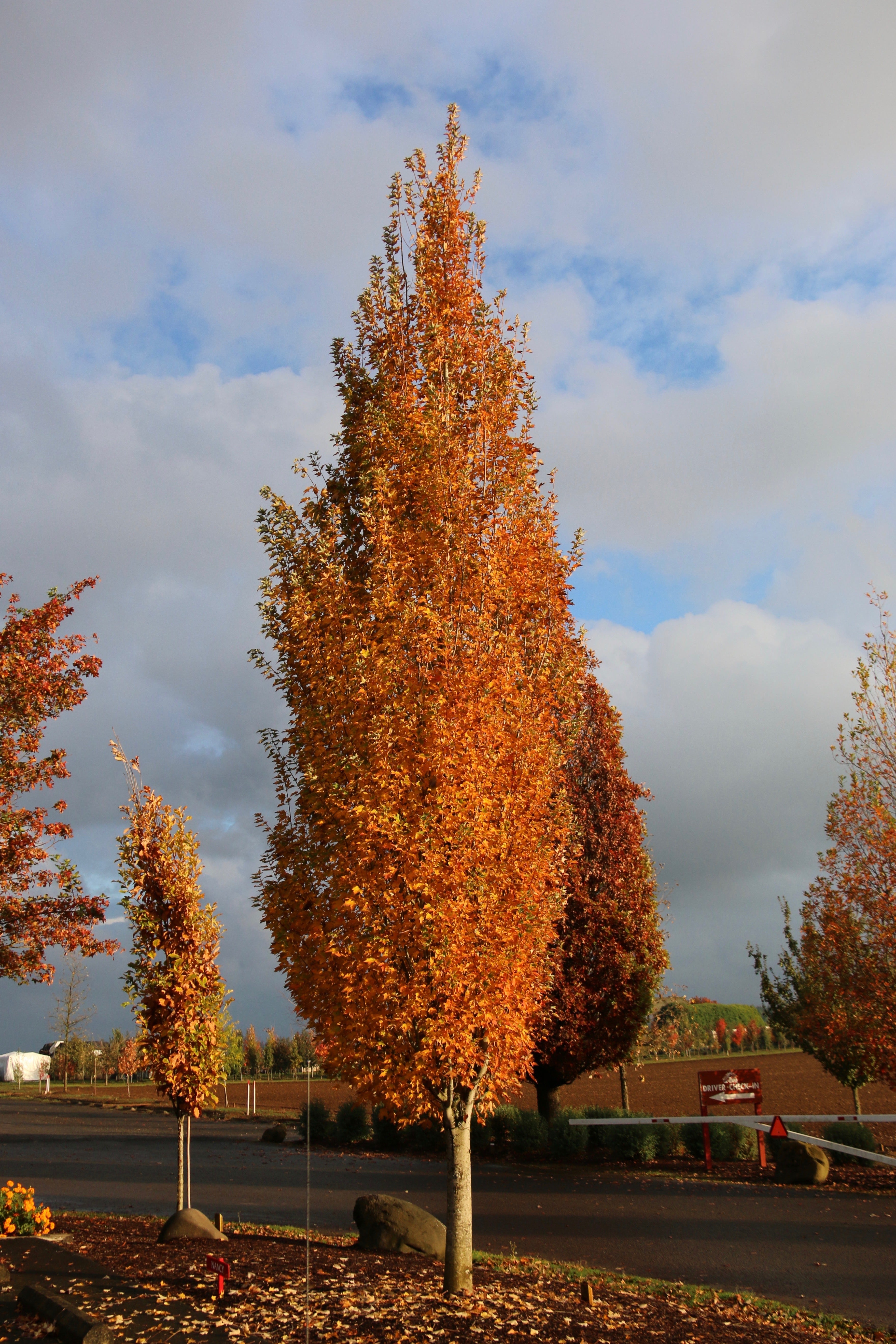 Armstrong Gold® Maple