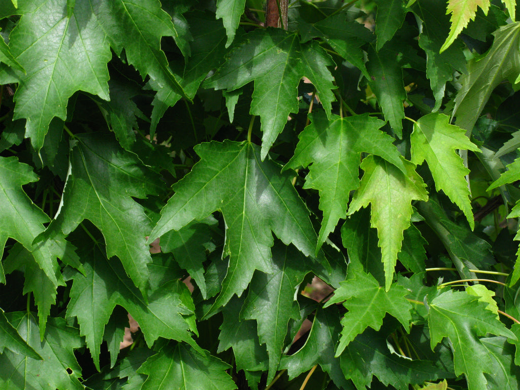 Armstrong Gold® Maple