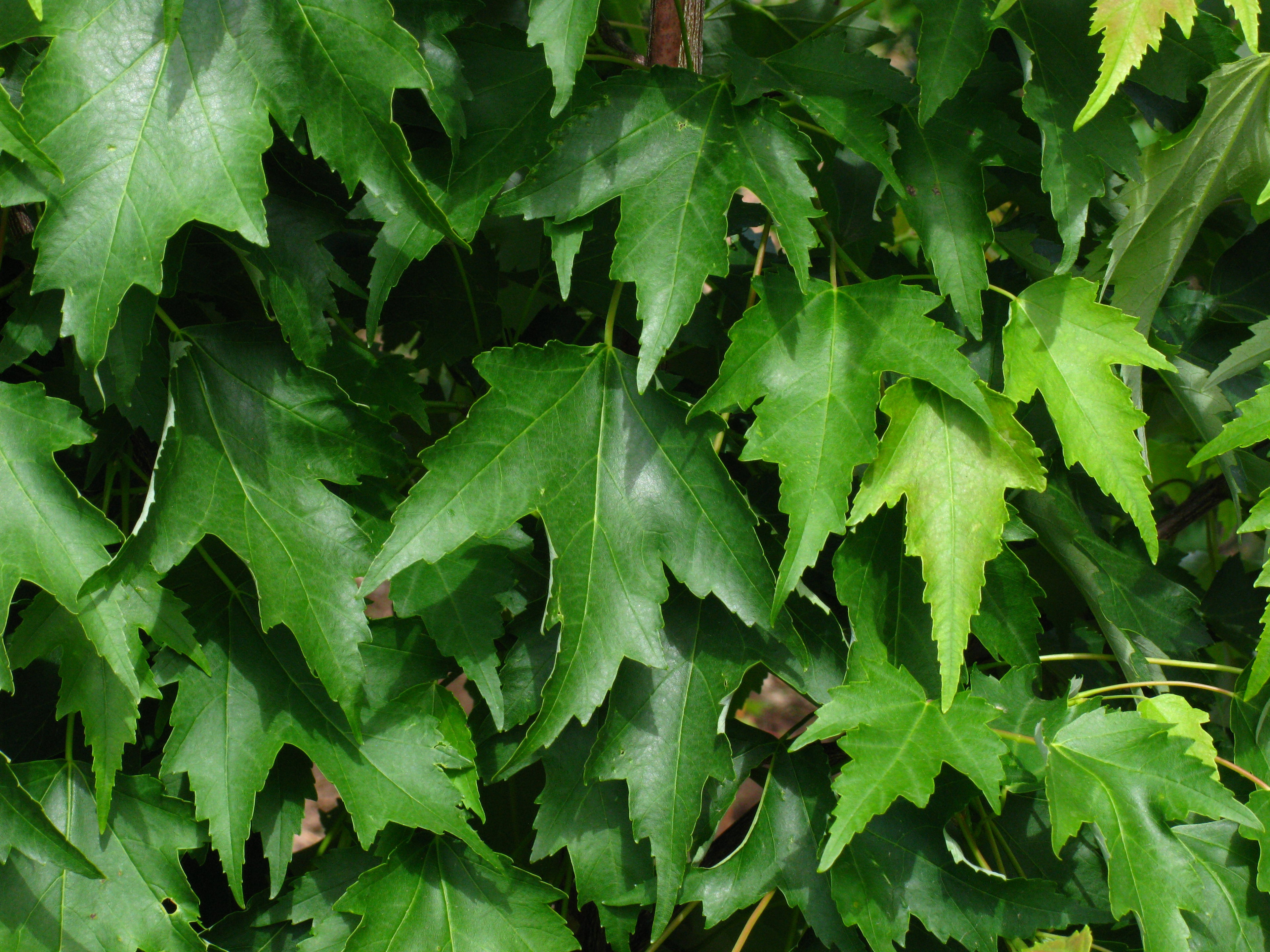 Armstrong Gold® Maple