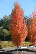 Armstrong Gold® Maple