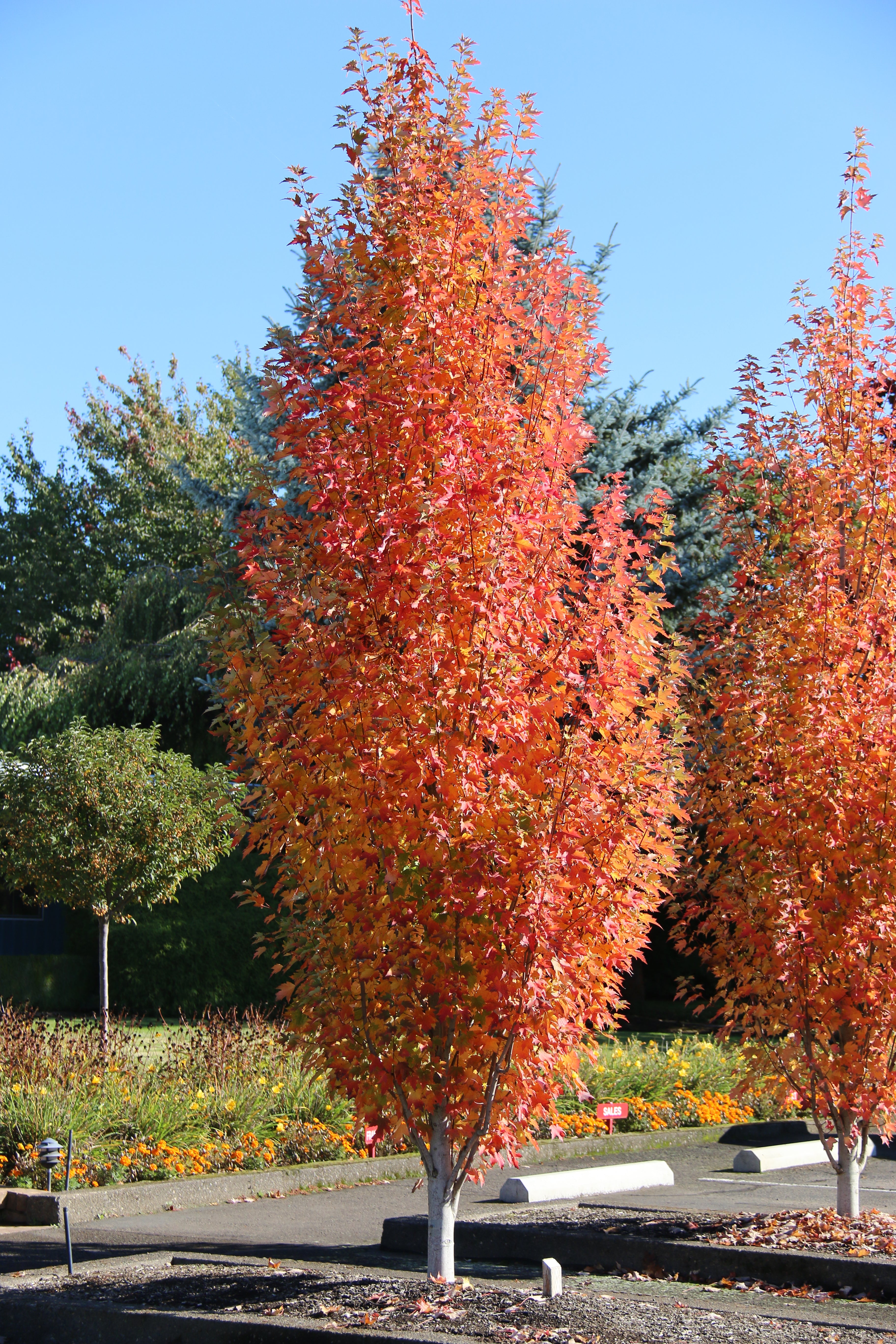 Armstrong Gold® Maple