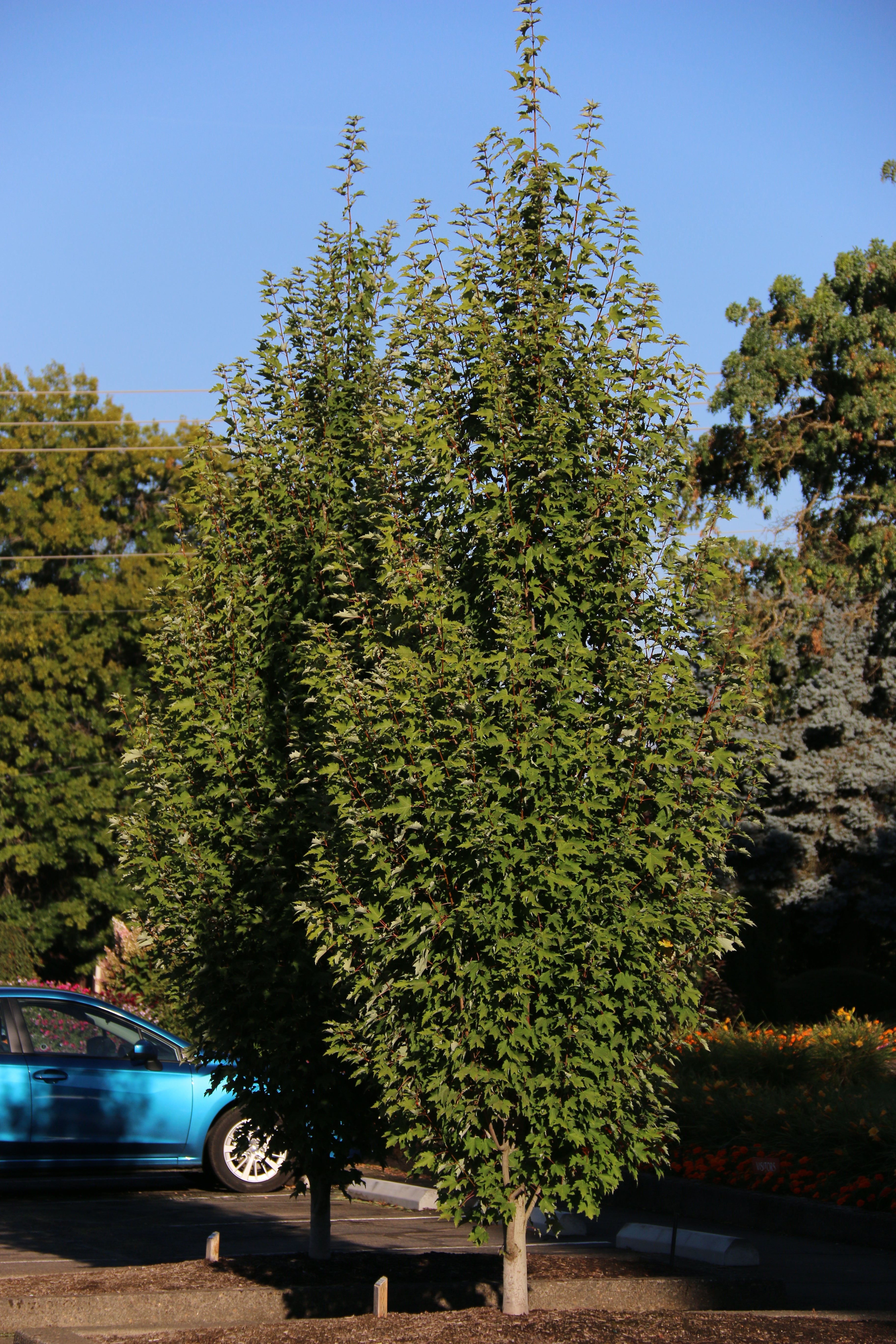 Armstrong Gold® Maple