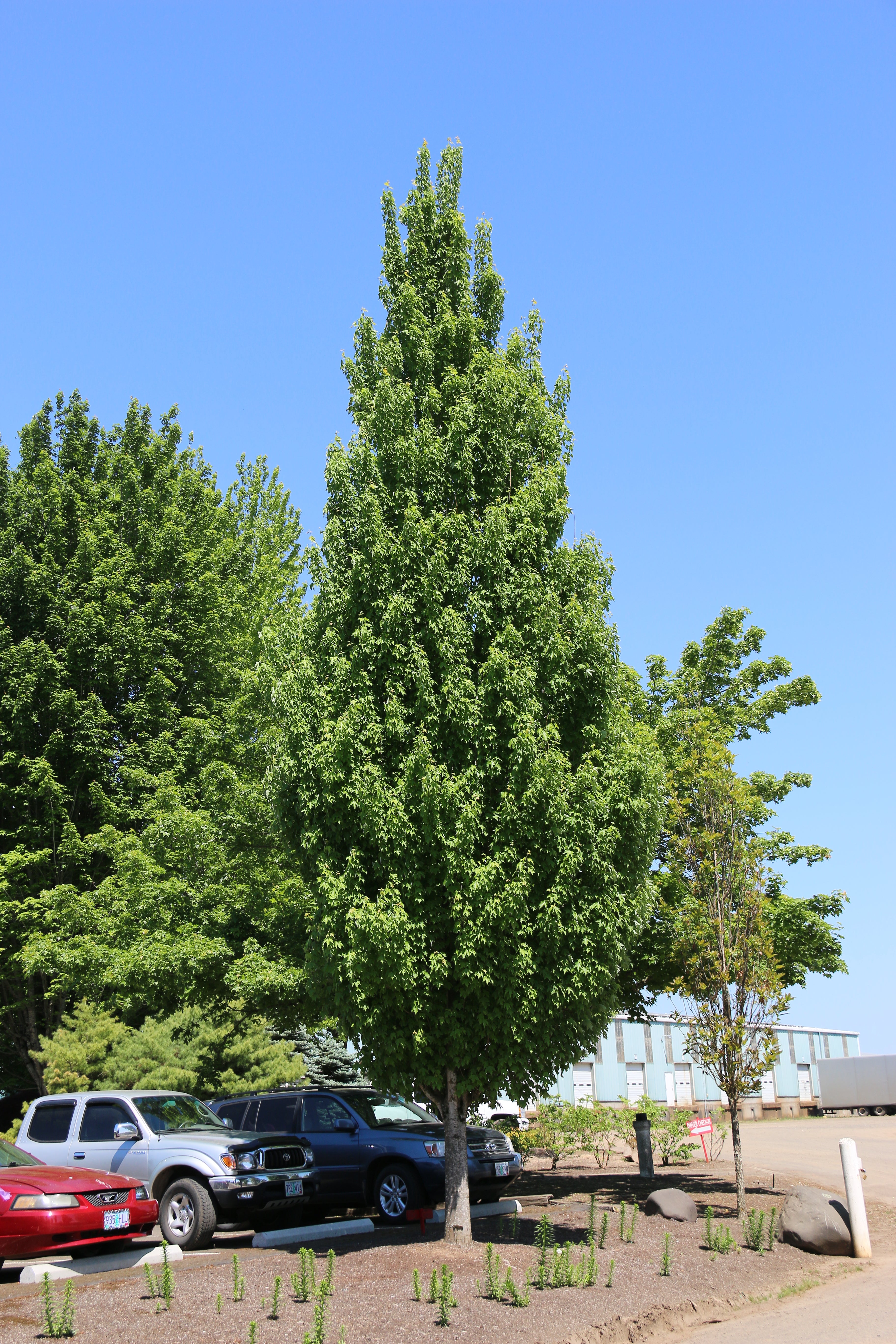 Armstrong Gold® Maple