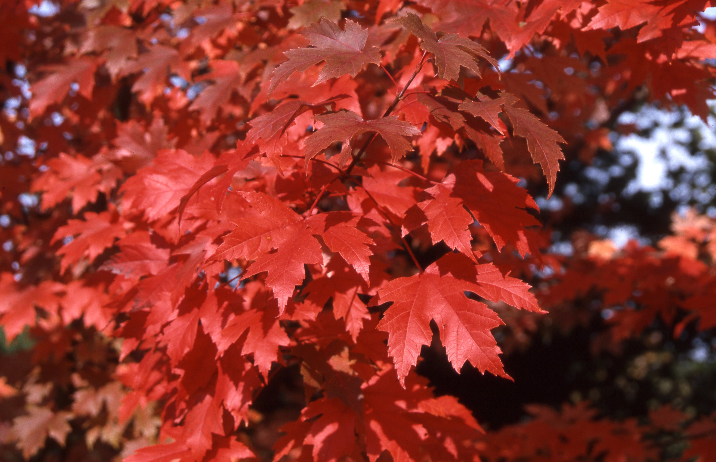 Autumn Blaze® Maple