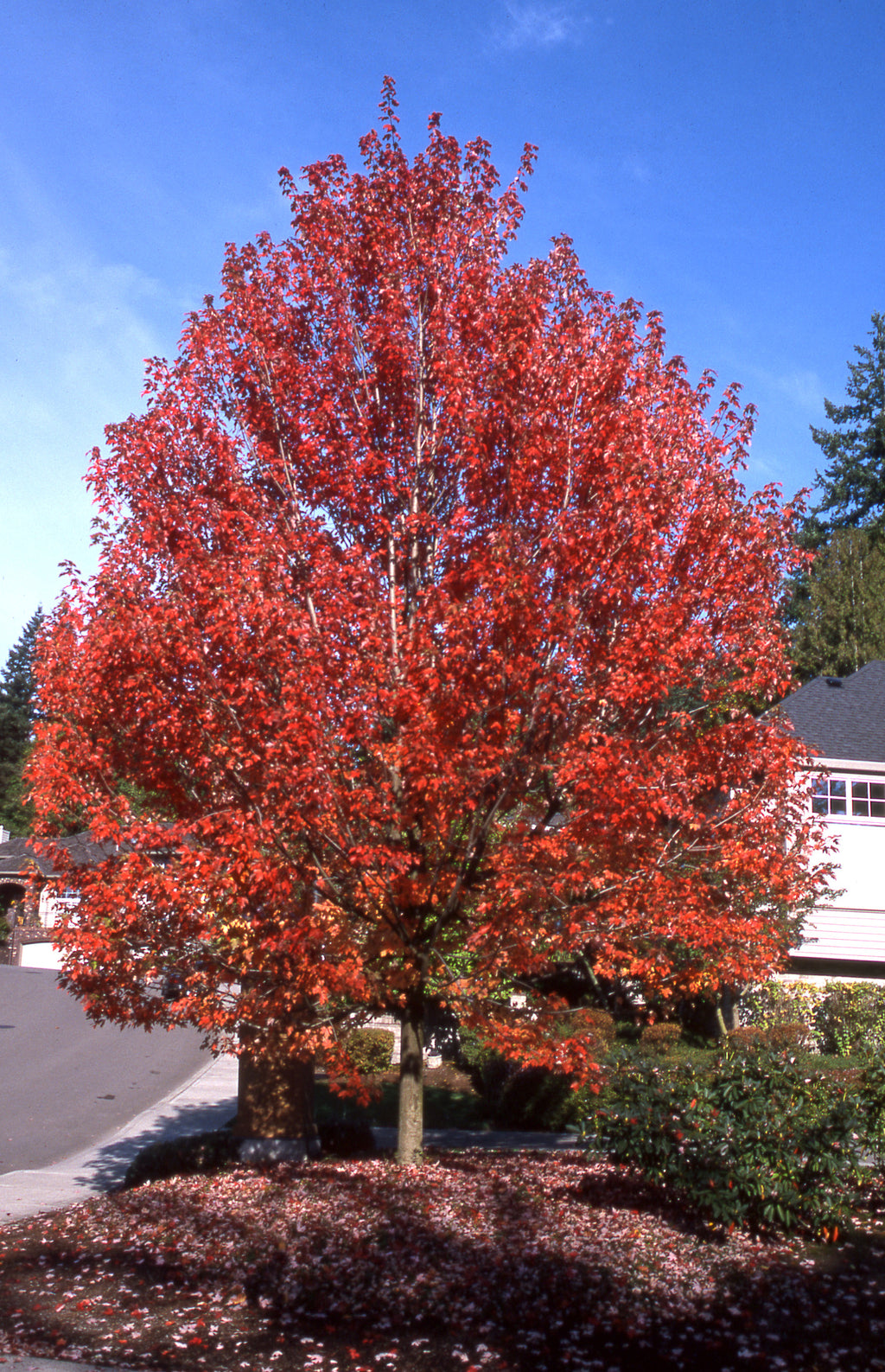 Autumn Blaze® Maple