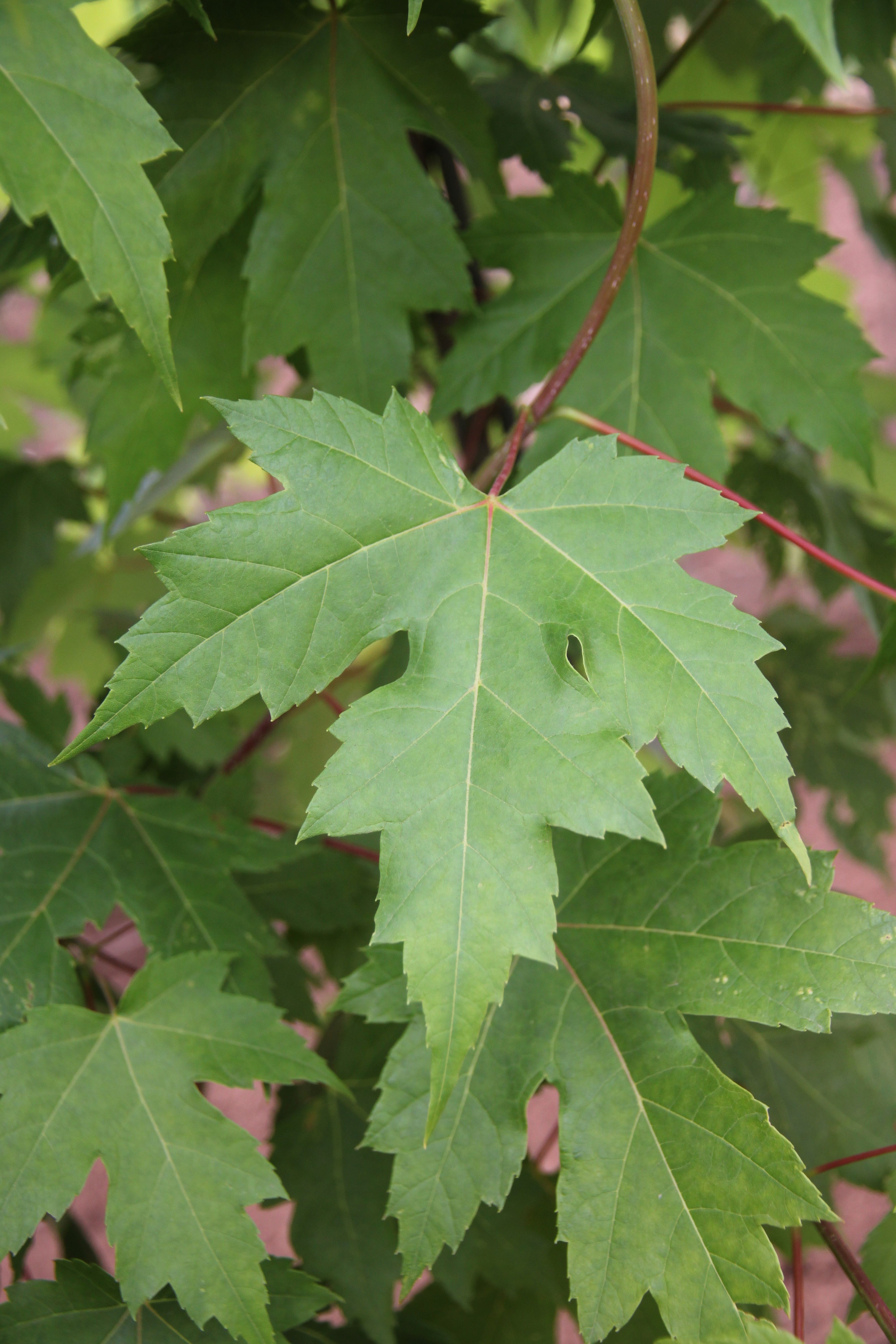 Autumn Blaze® Maple