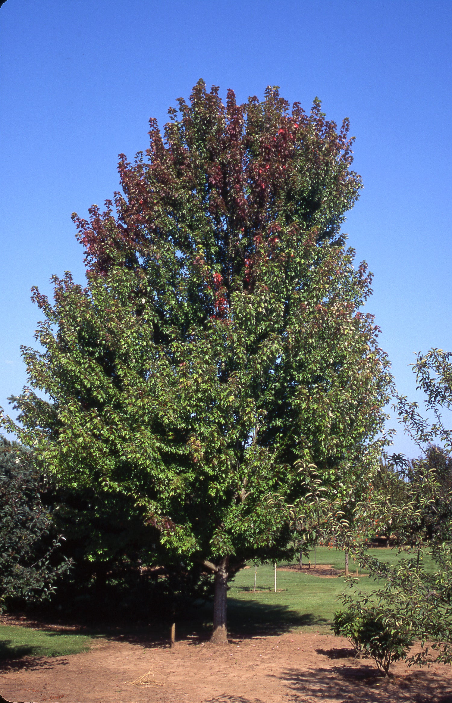 Autumn Blaze® Maple