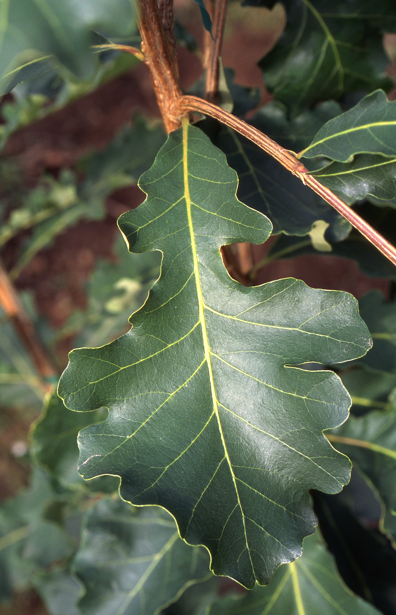 Bur Oak
