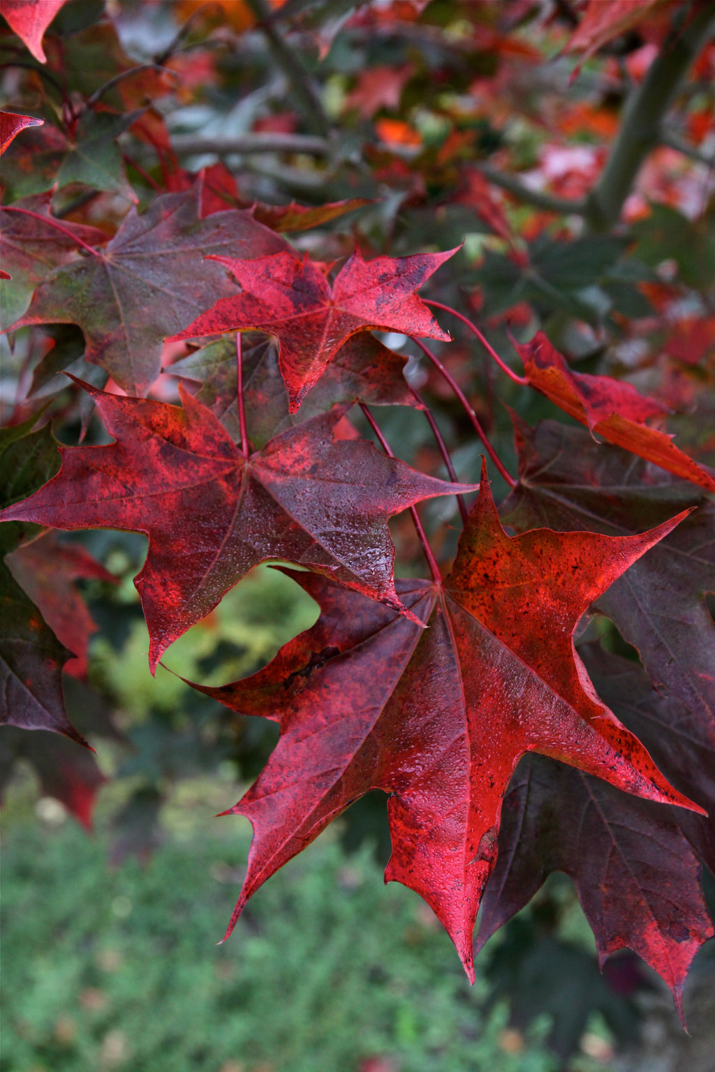 Crimson Sunset® Maple