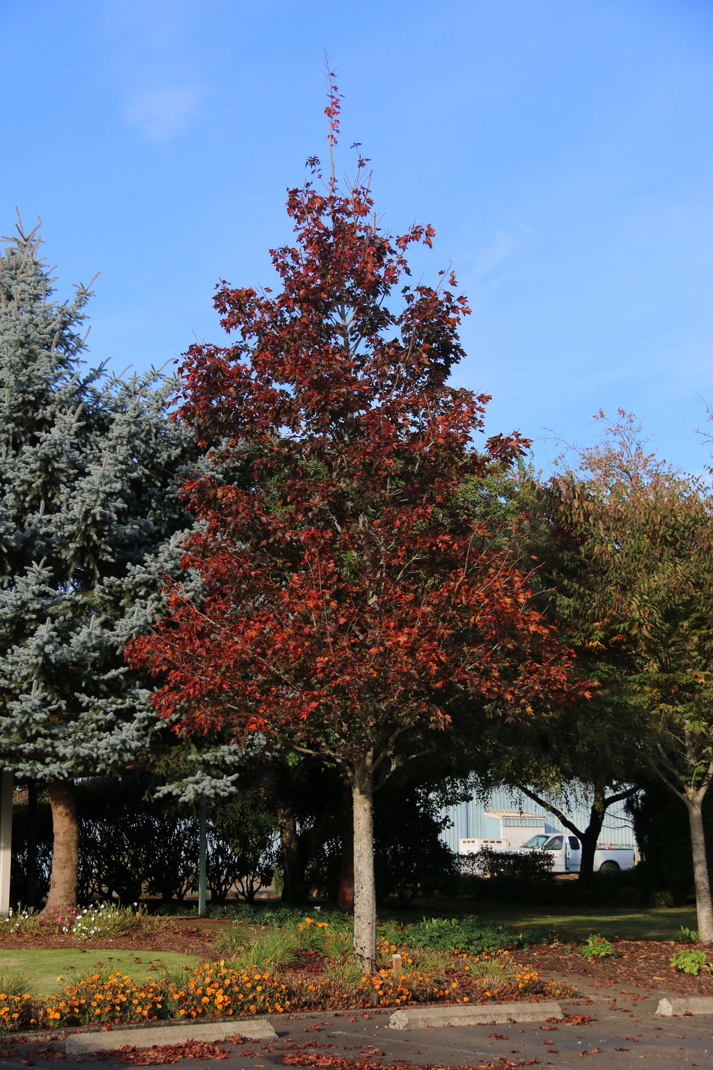 Crimson Sunset® Maple