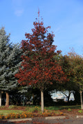 Crimson Sunset® Maple