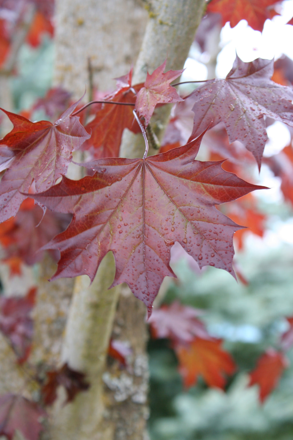 Crimson Sunset® Maple