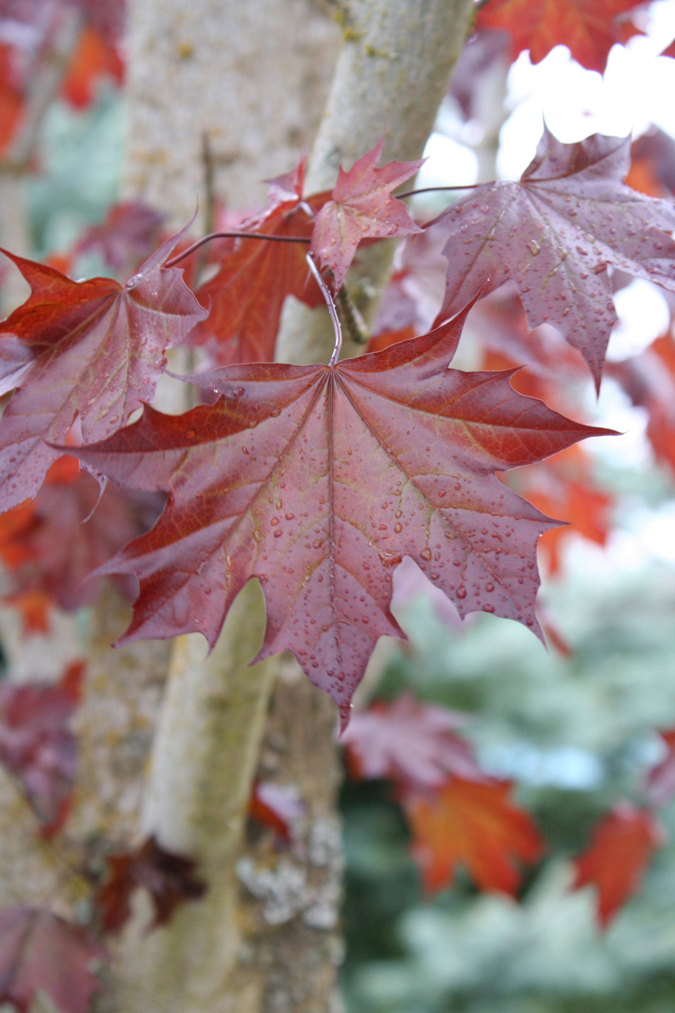 Crimson Sunset® Maple