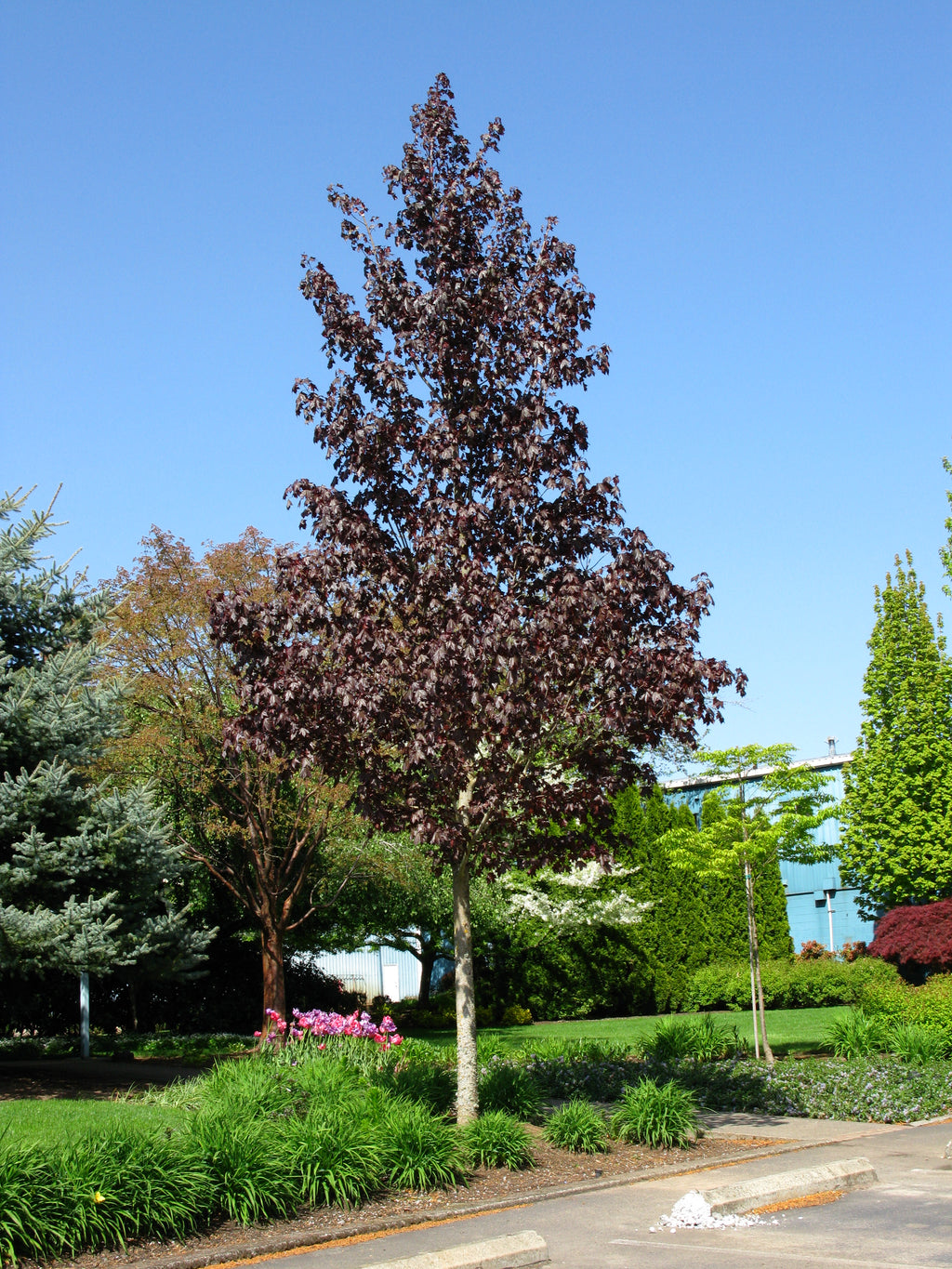 Crimson Sunset® Maple