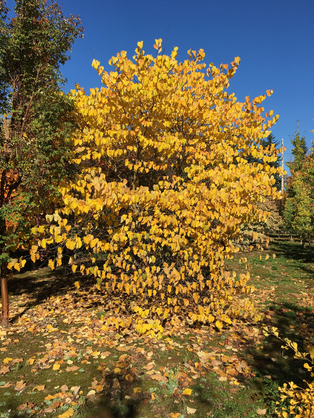 Eastern Redbud