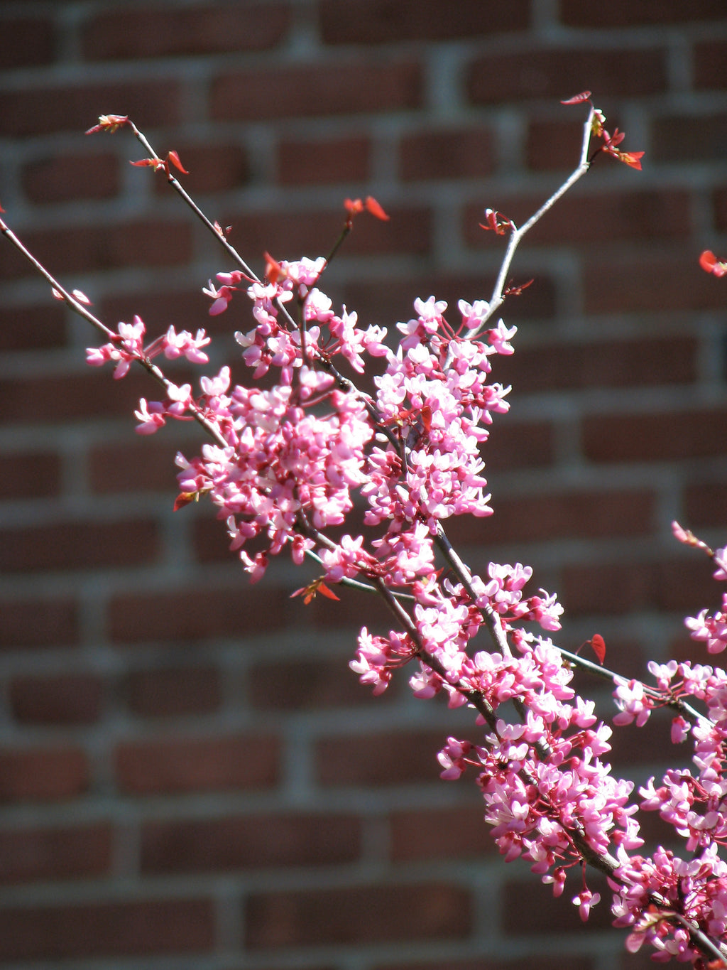 Eastern Redbud