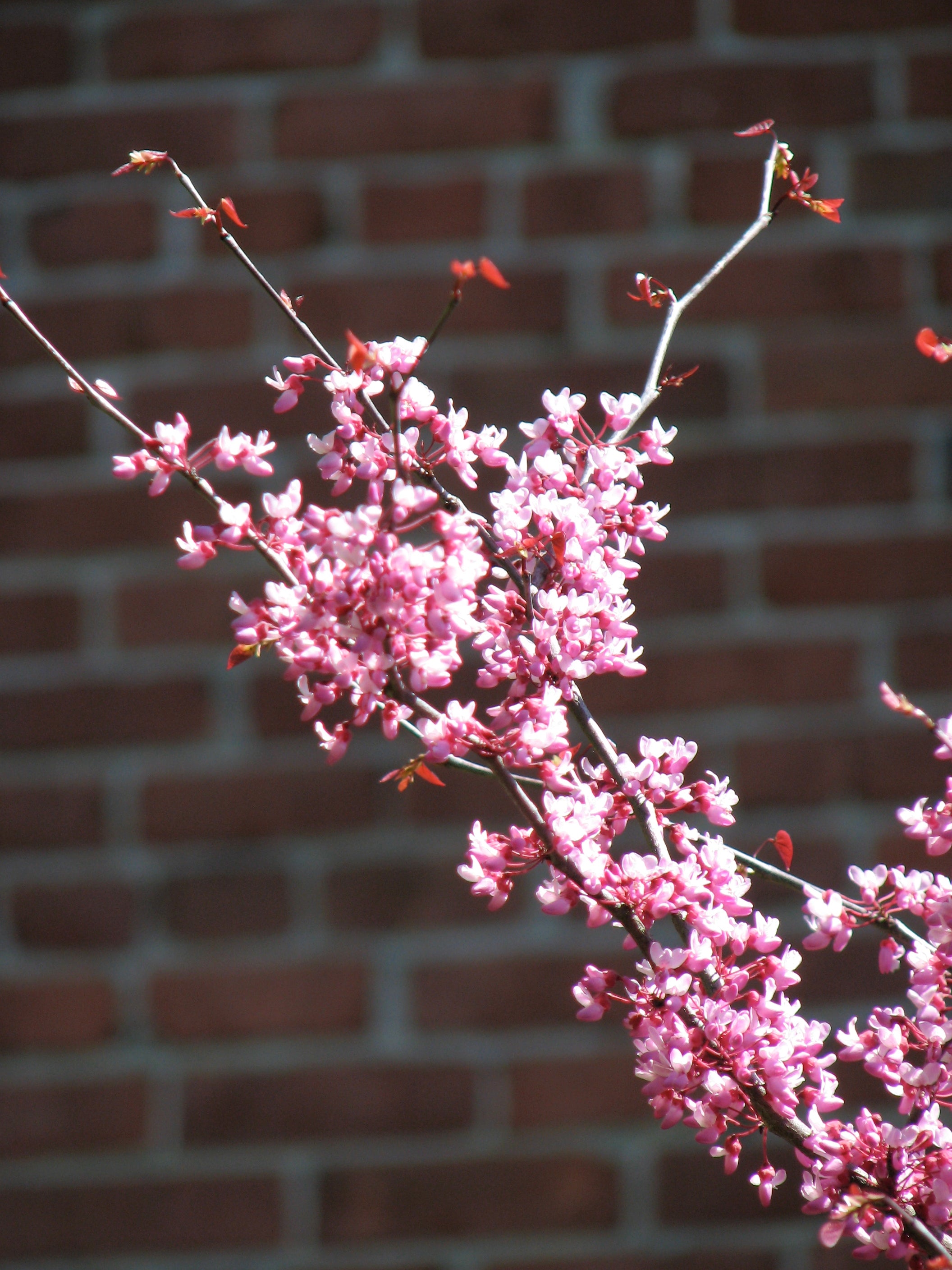 Eastern Redbud