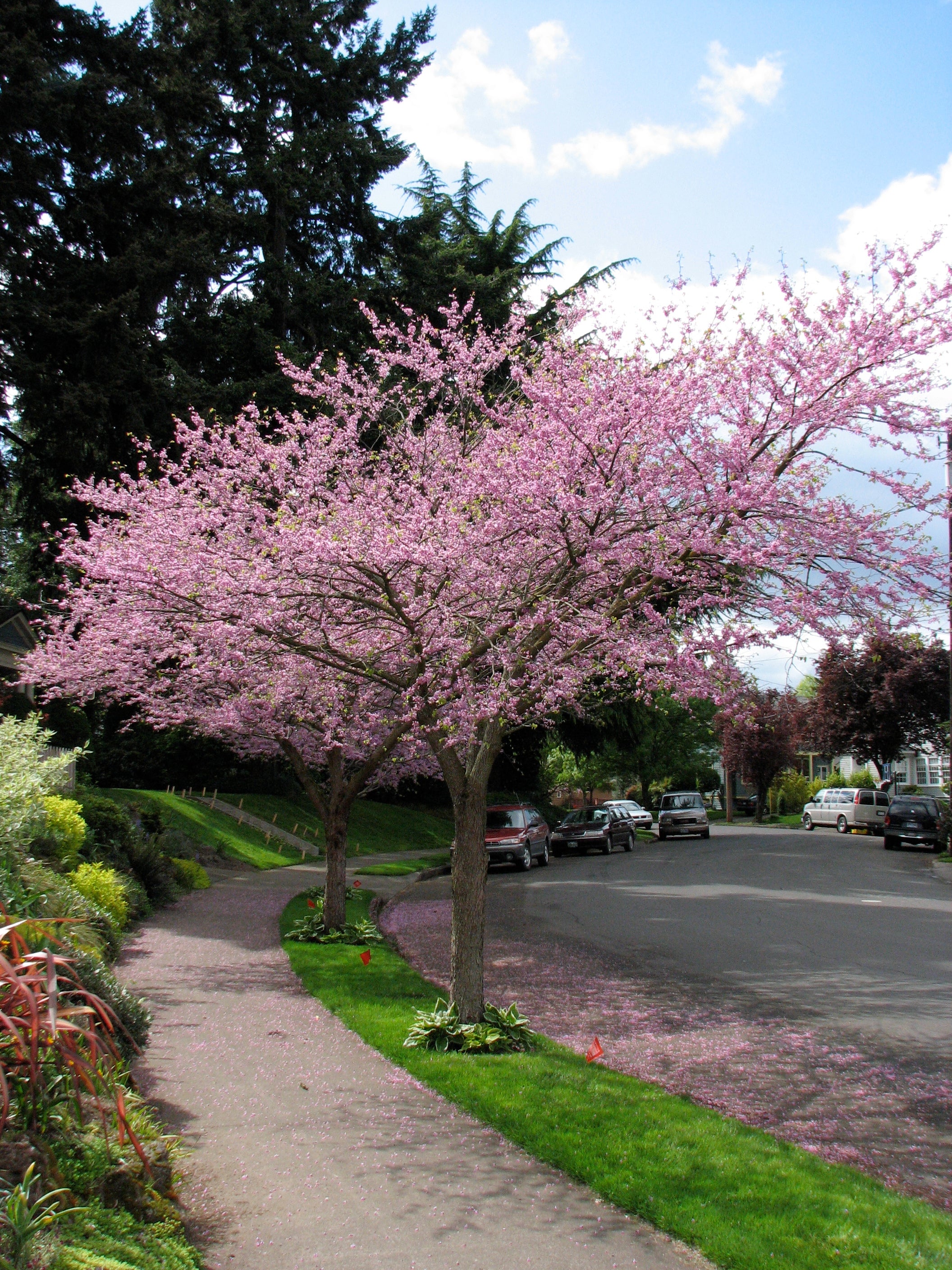 Eastern Redbud