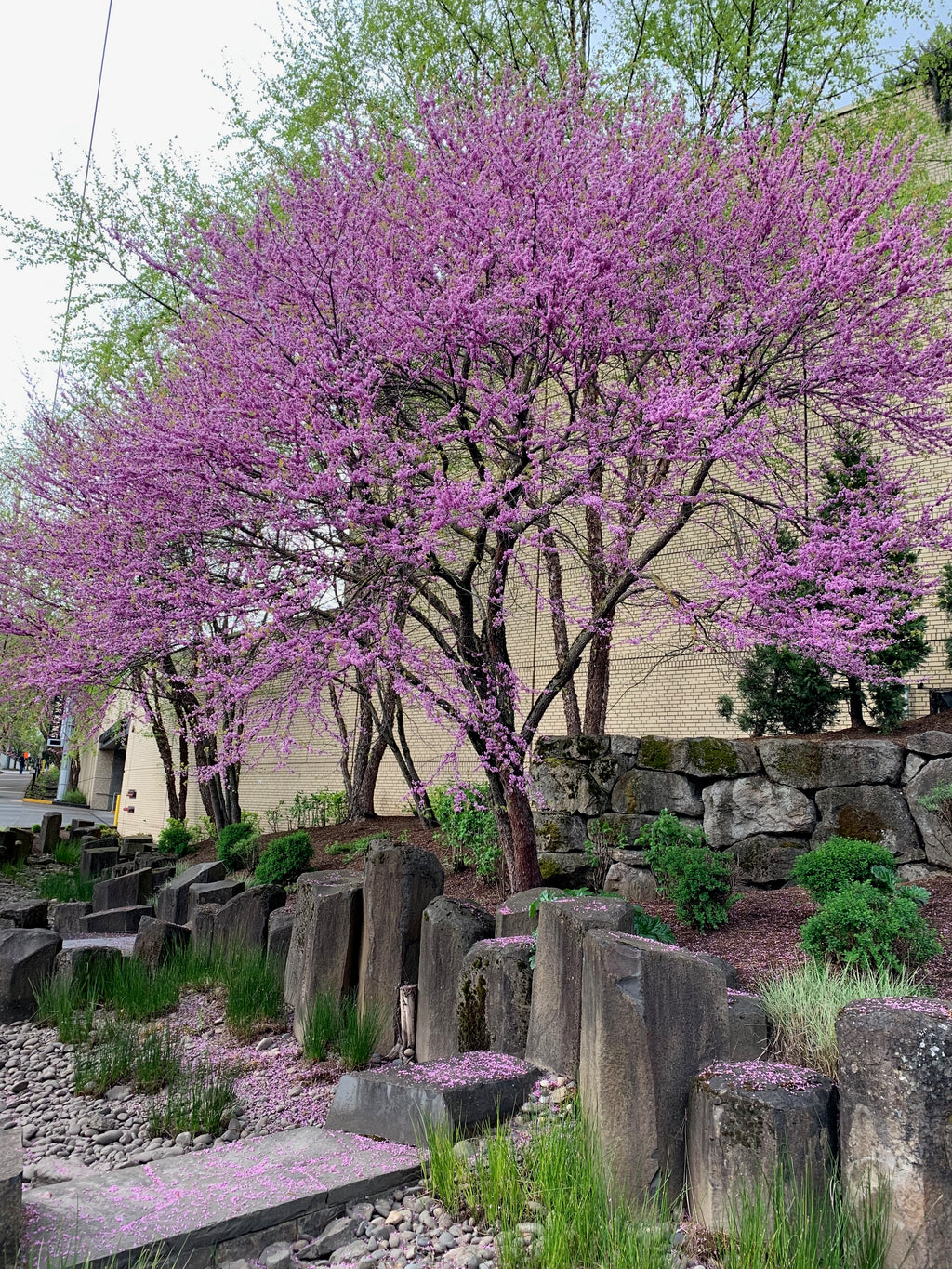 Eastern Redbud