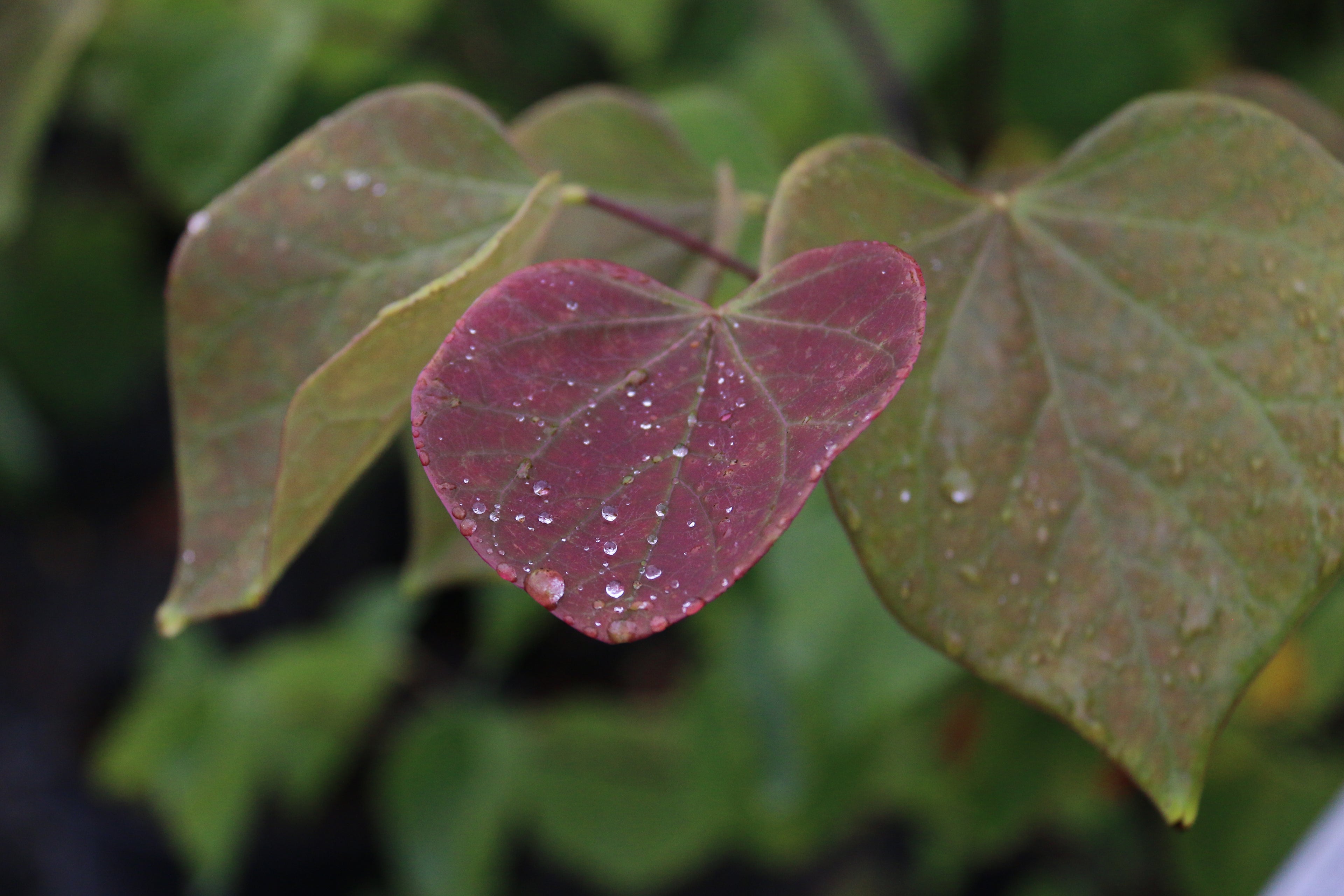 Eastern Redbud