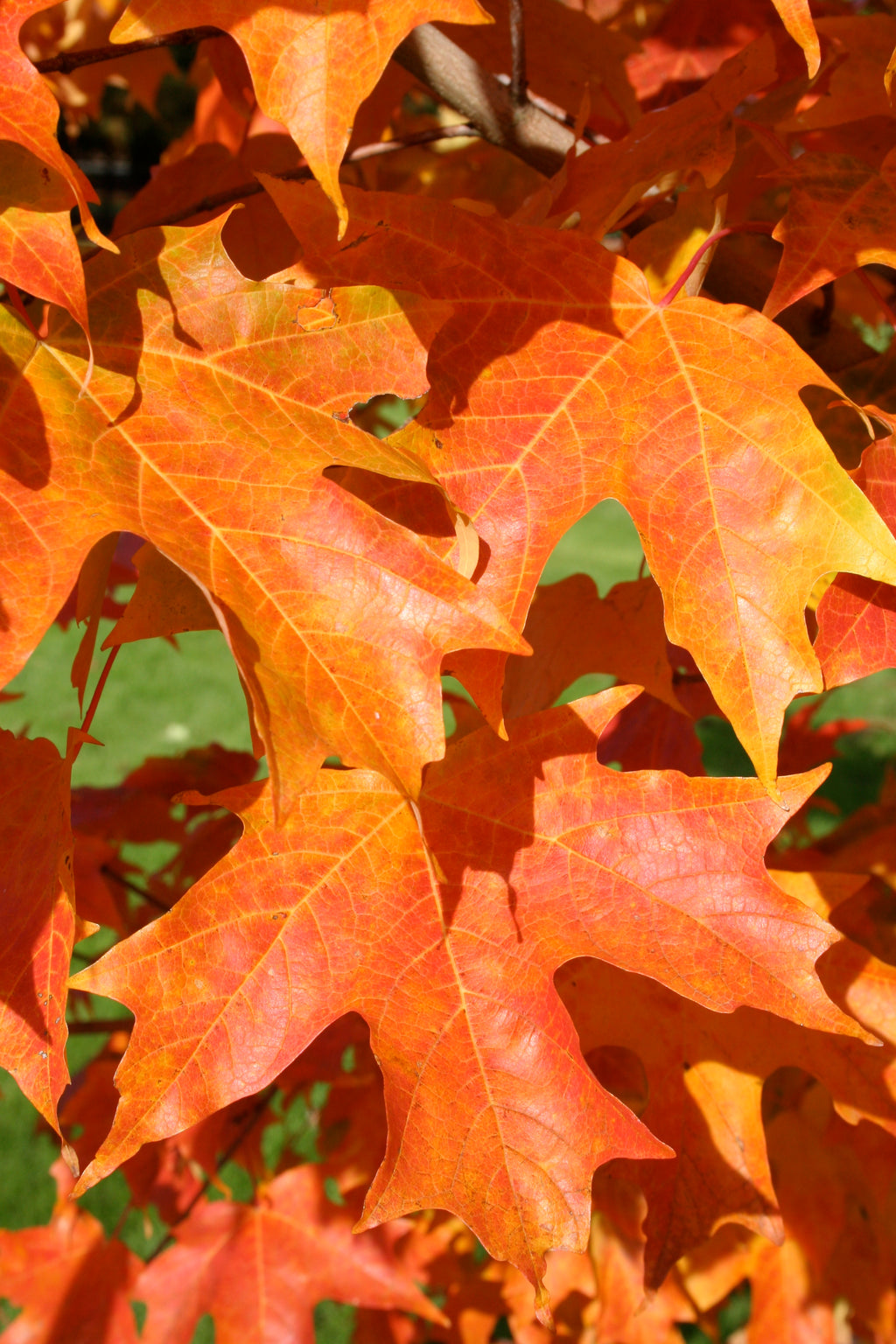 Fall Fiesta® Maple