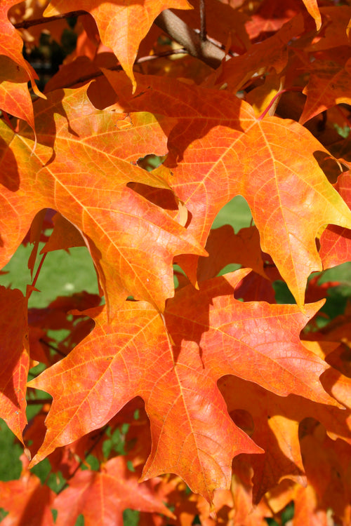 Fall Fiesta® Maple