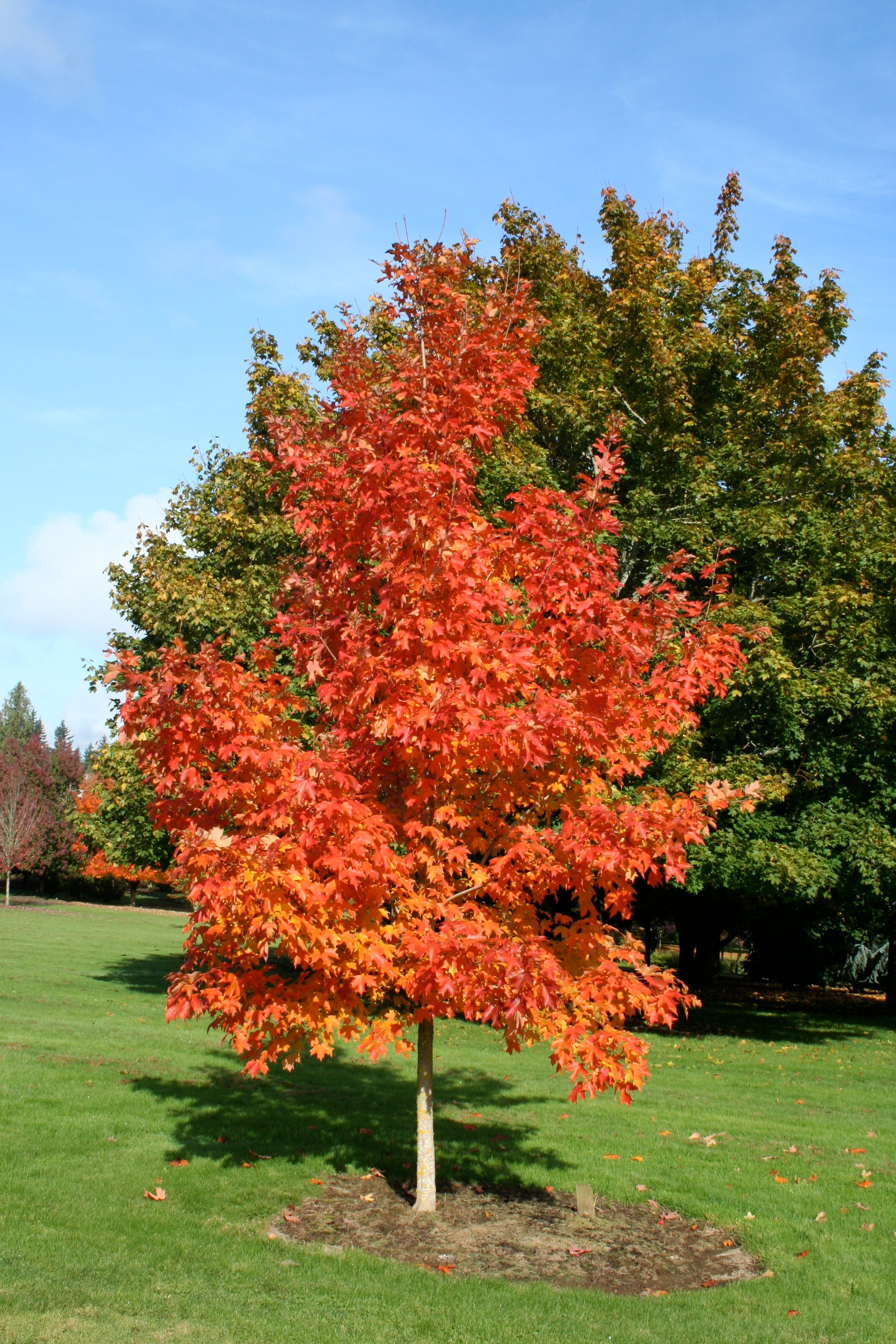 Fall Fiesta® Maple