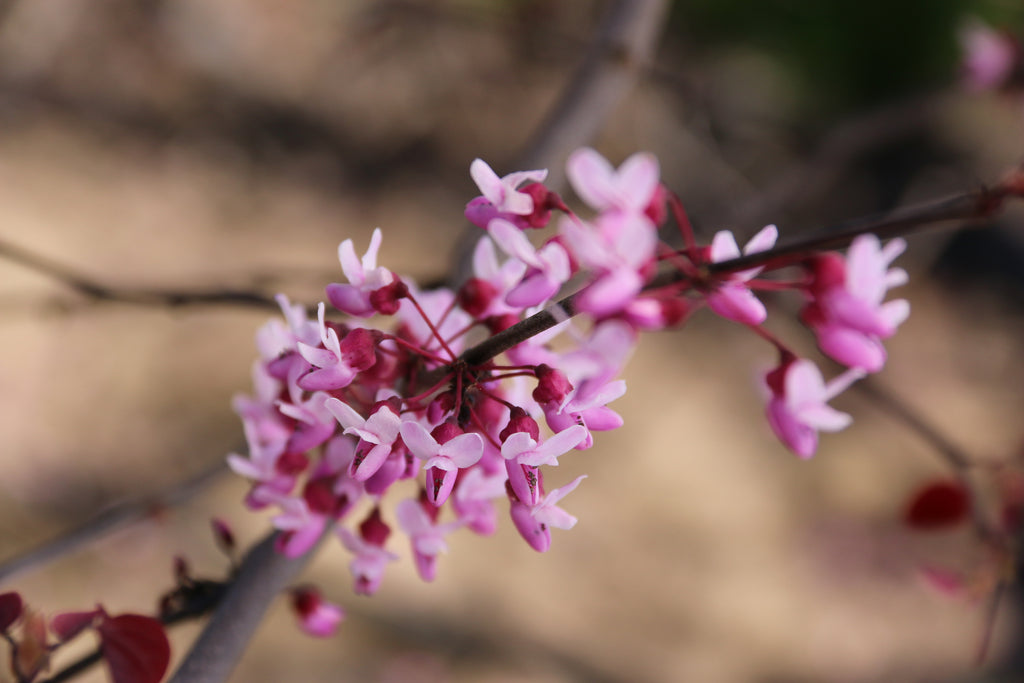 Forest Pansy Redbud