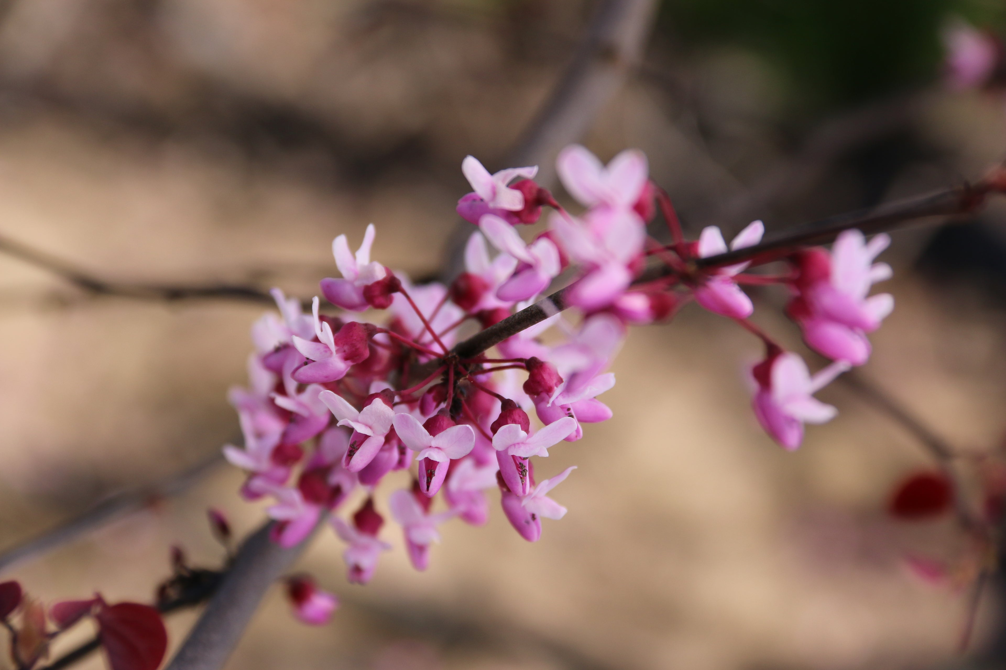 Forest Pansy Redbud