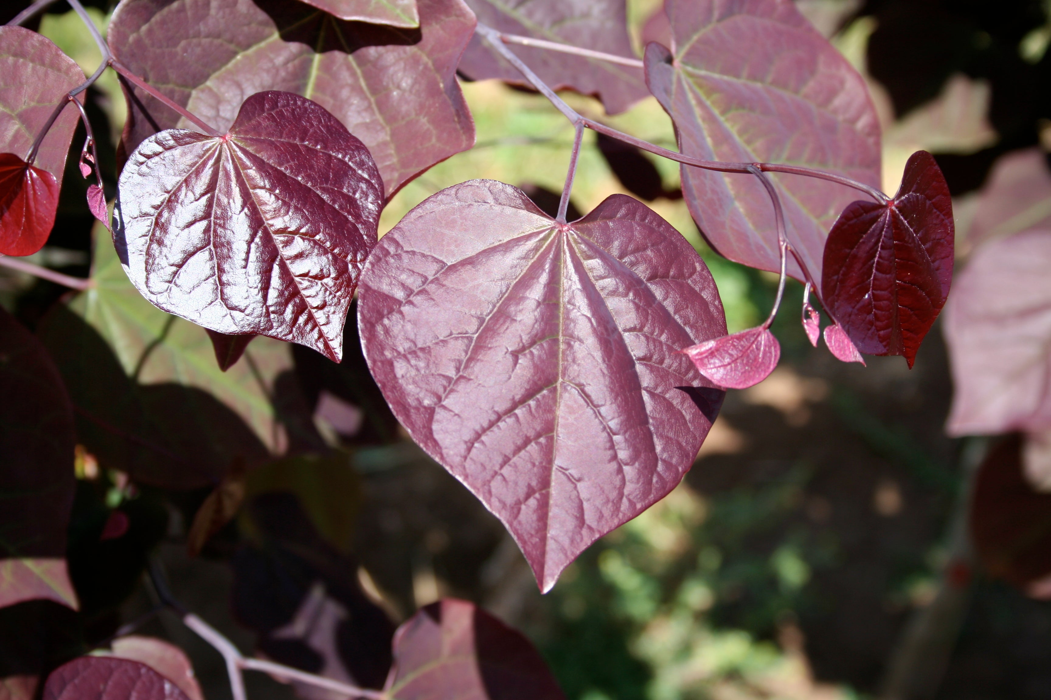 Forest Pansy Redbud