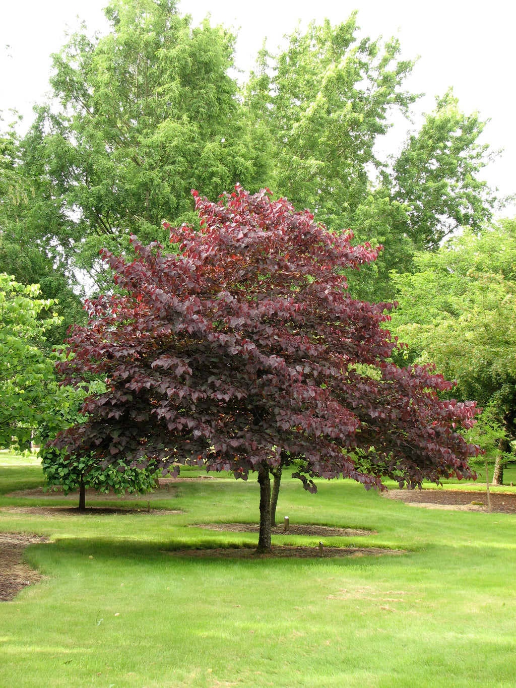 Forest Pansy Redbud