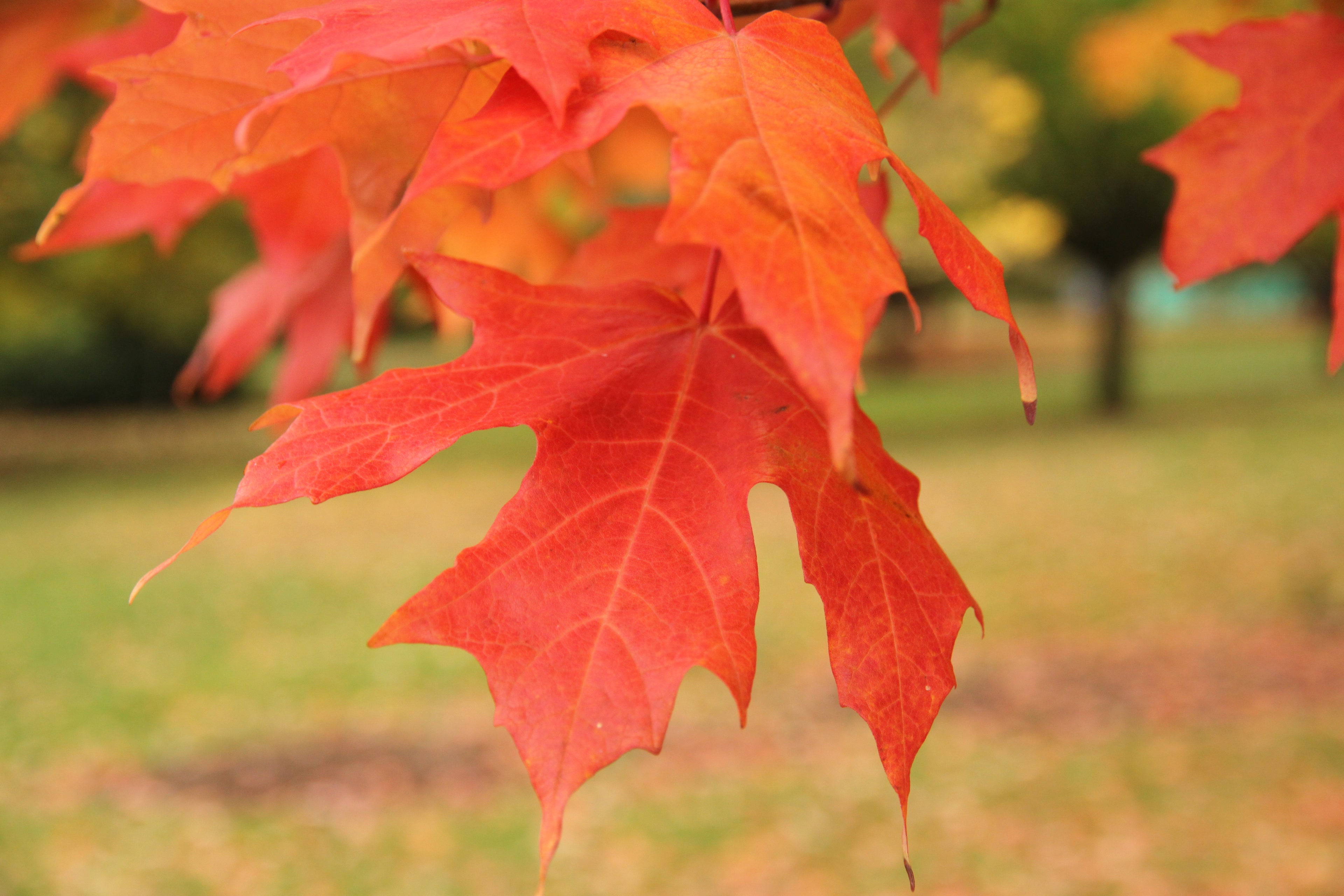 Legacy® Maple