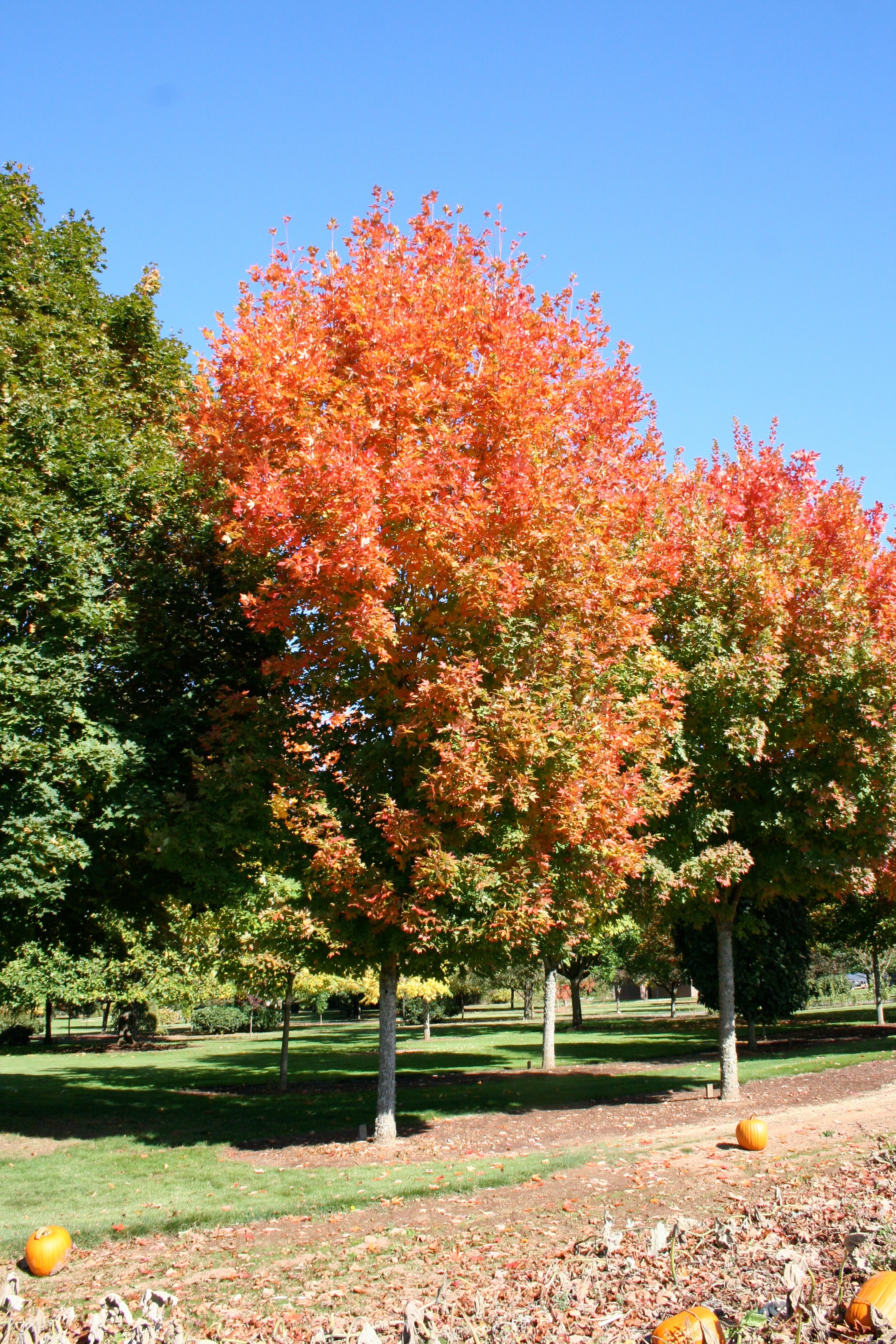 Legacy® Maple