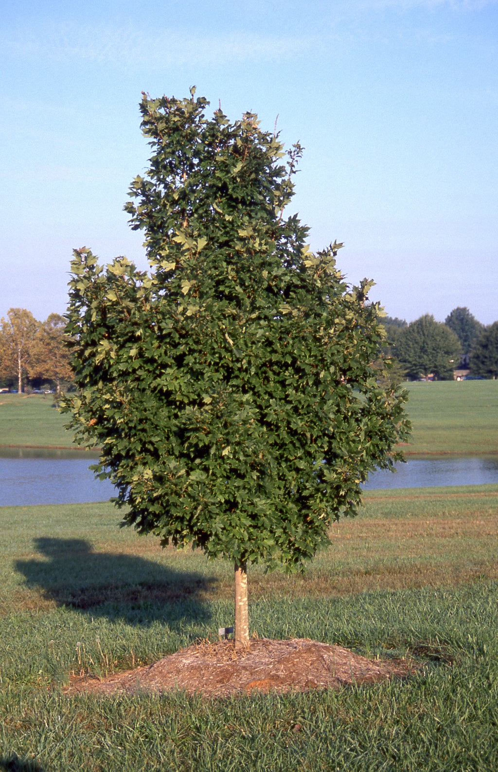 Legacy® Maple