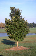 Legacy® Maple