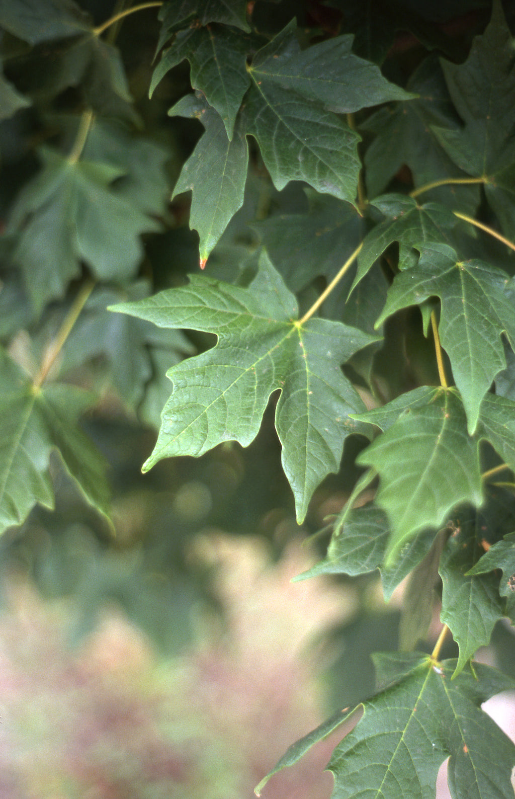 Legacy® Maple