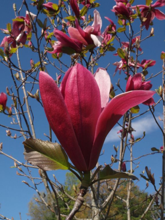 Mercury® Magnolia
