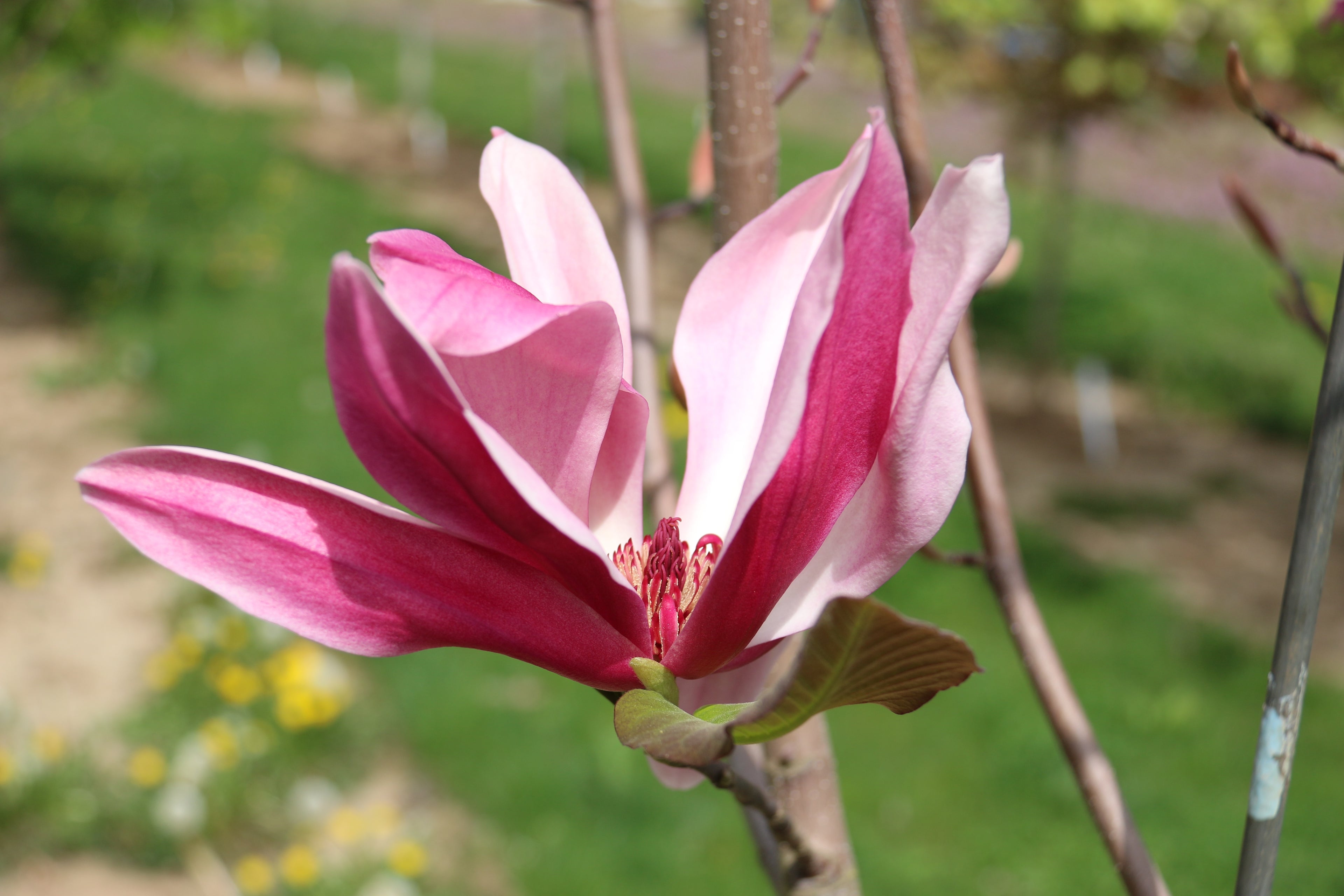 Mercury® Magnolia