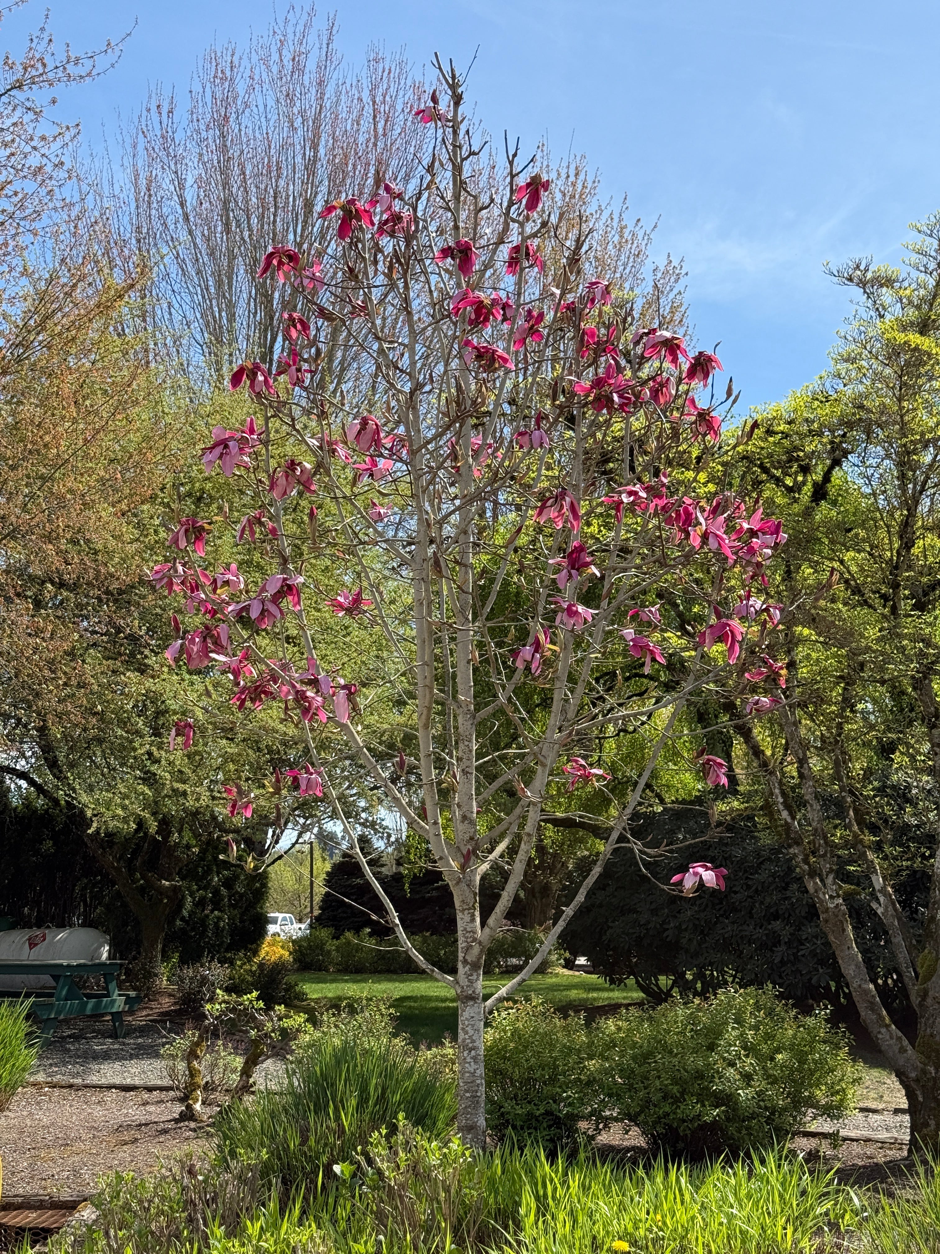 Mercury® Magnolia