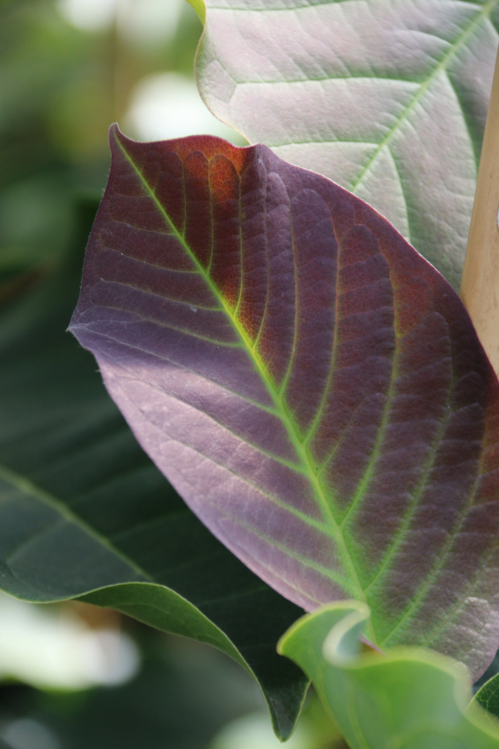 Mercury® Magnolia