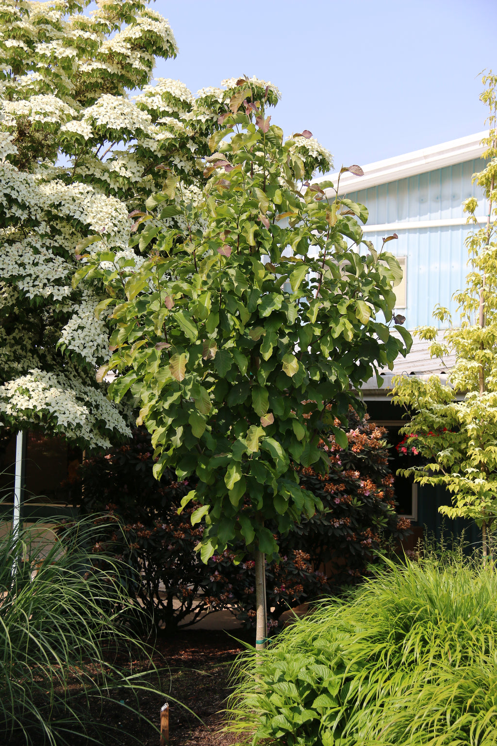 Mercury® Magnolia