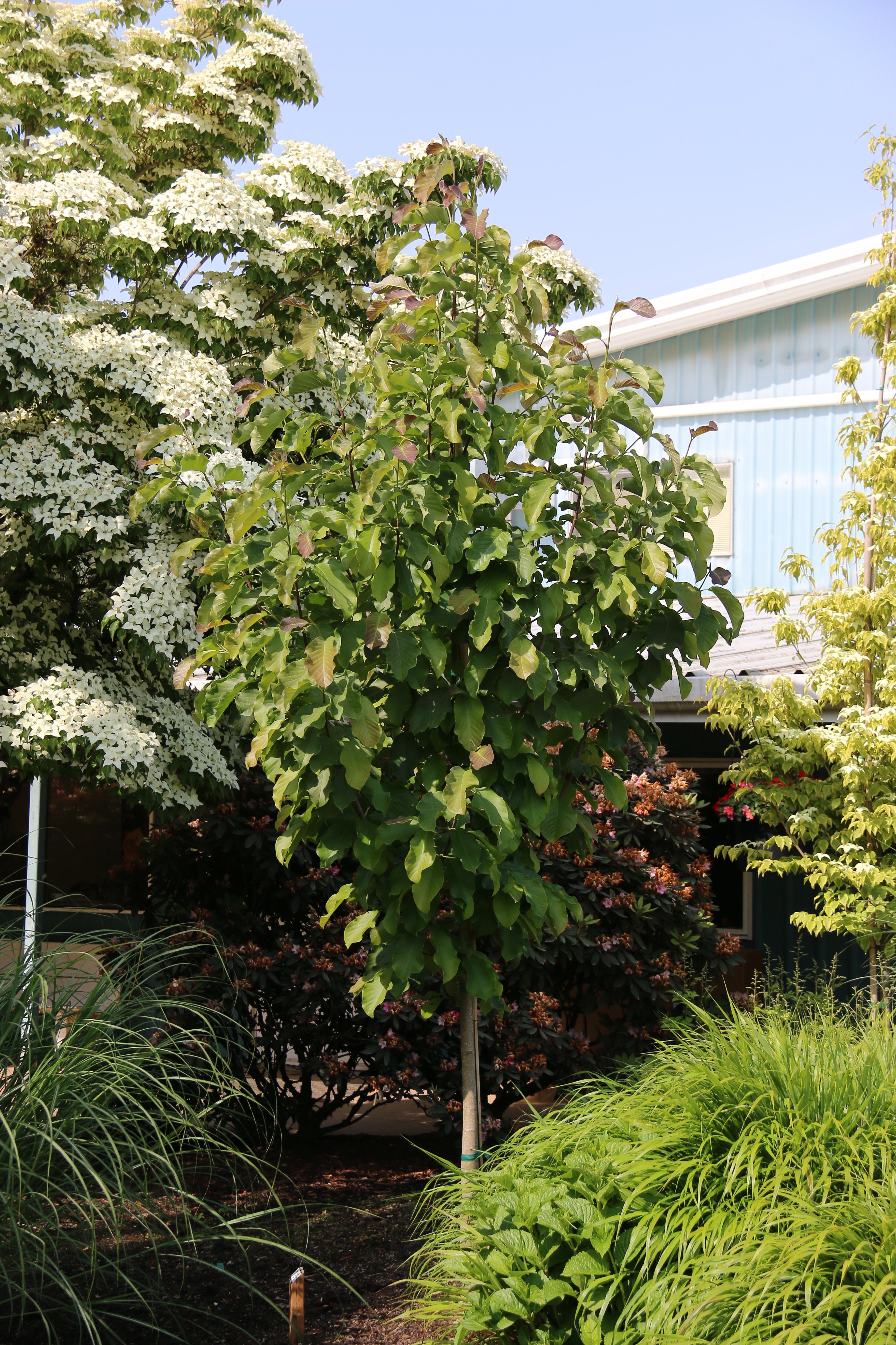Mercury® Magnolia