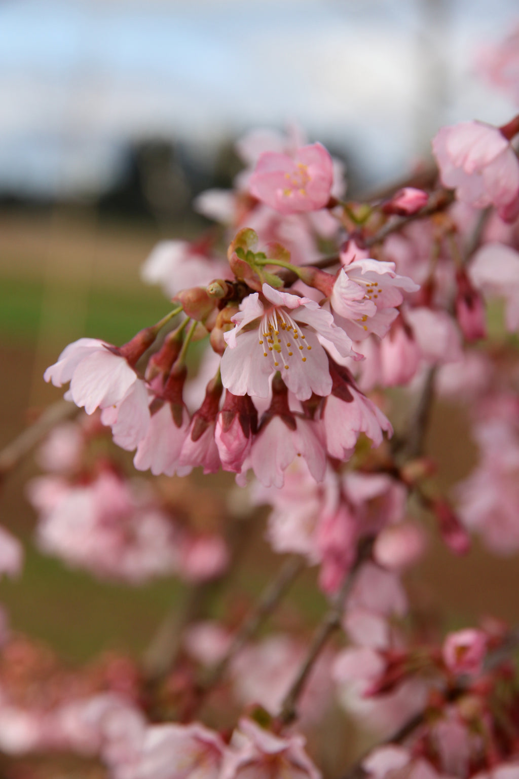 Pink Cascade® Cherry