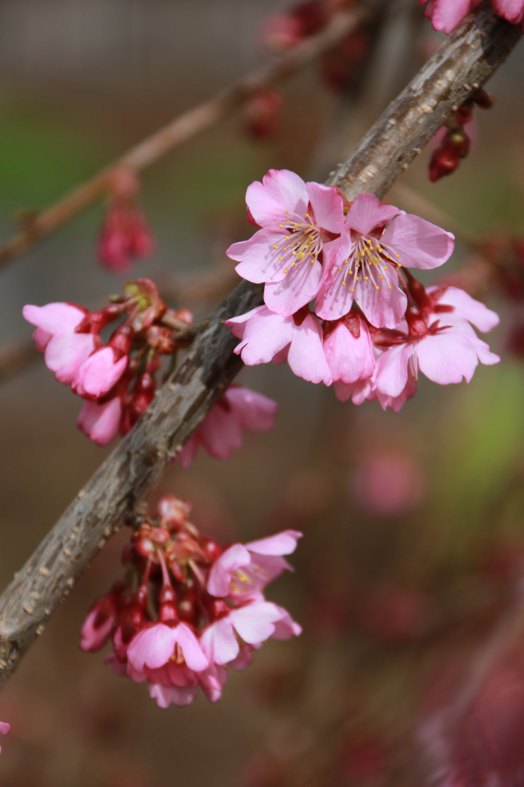 Pink Cascade® Cherry