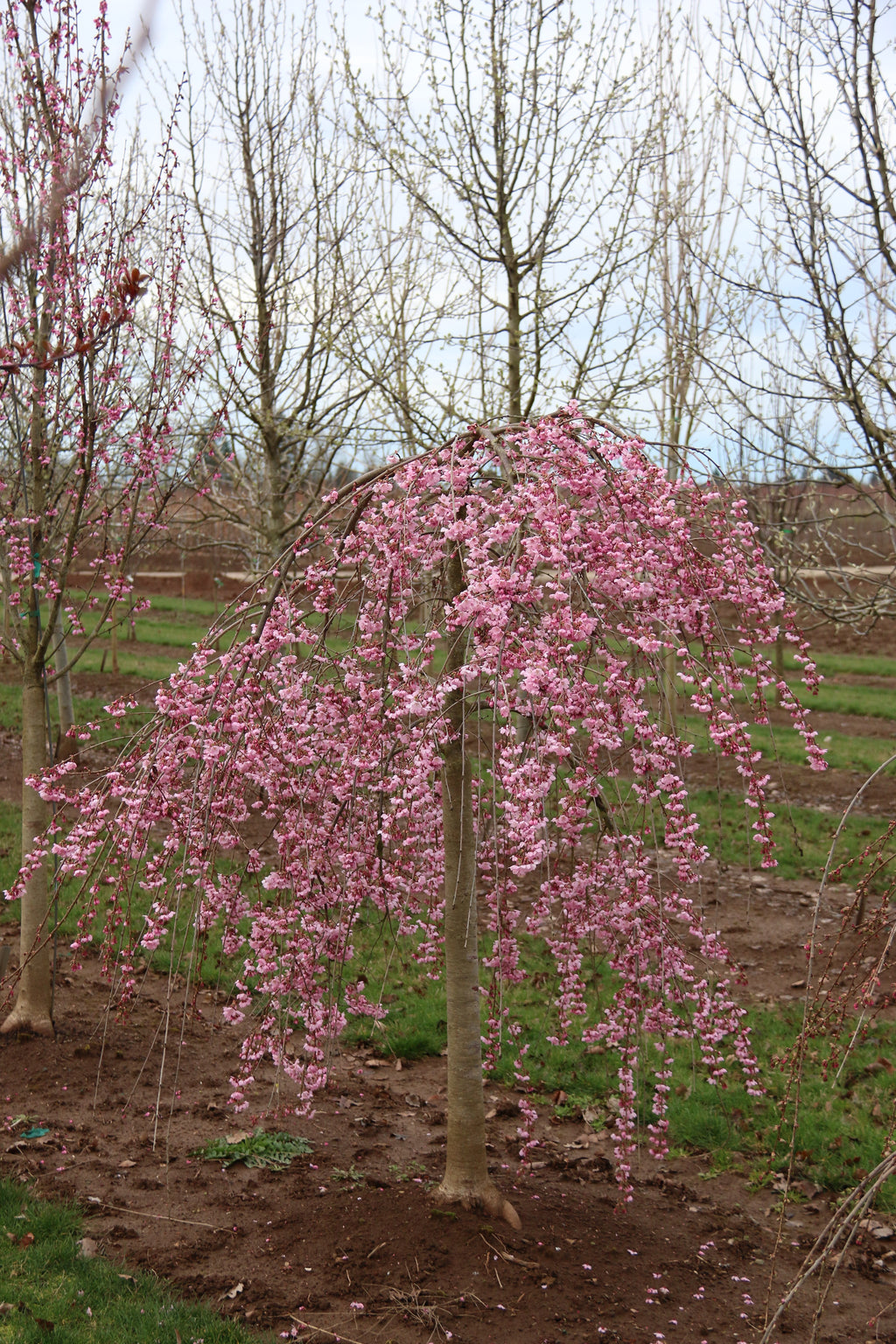 Pink Cascade® Cherry