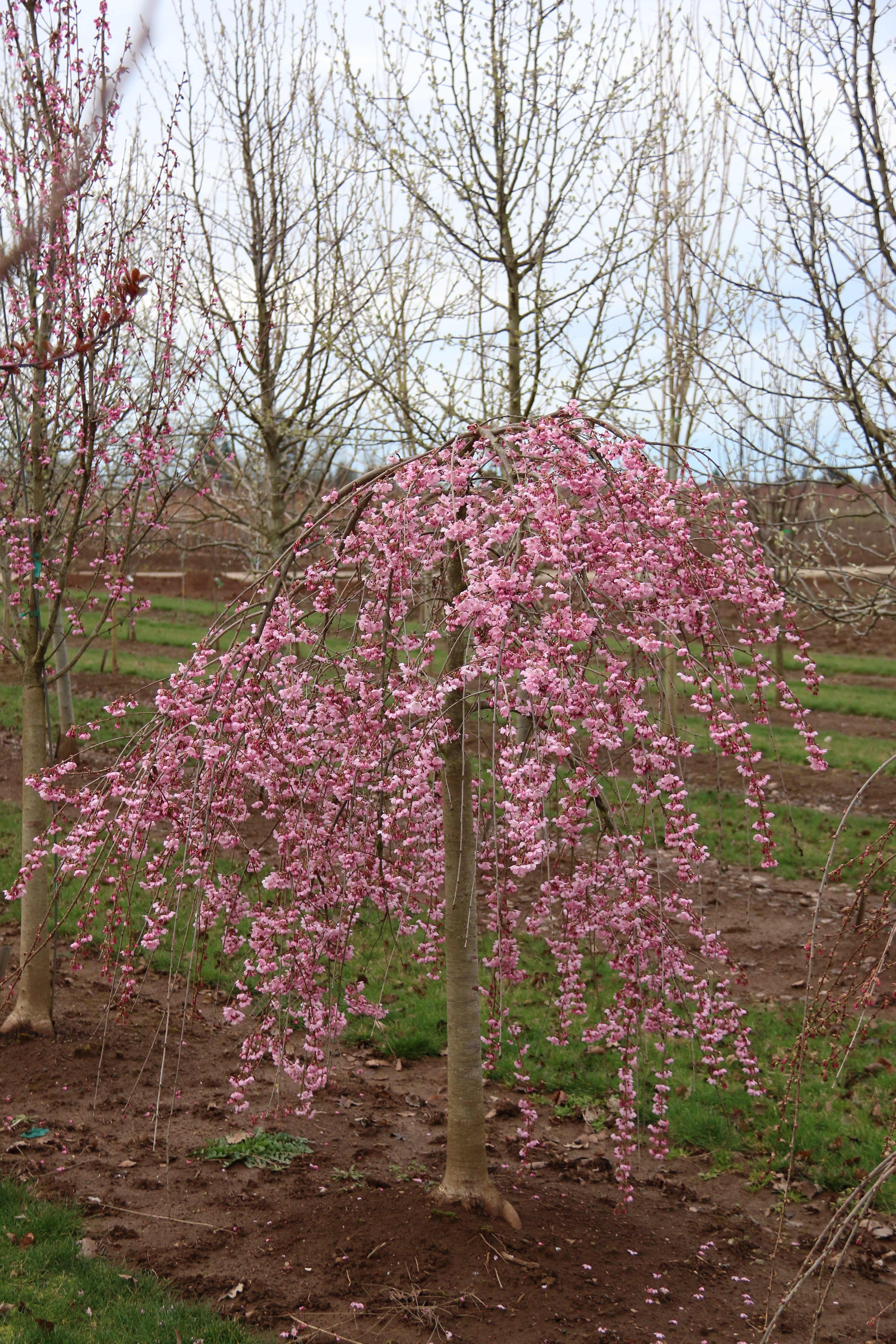 Pink Cascade® Cherry